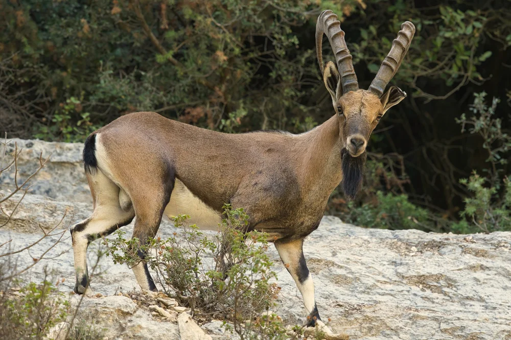 Nubian Ibex (Capra nubiana) Lebanon