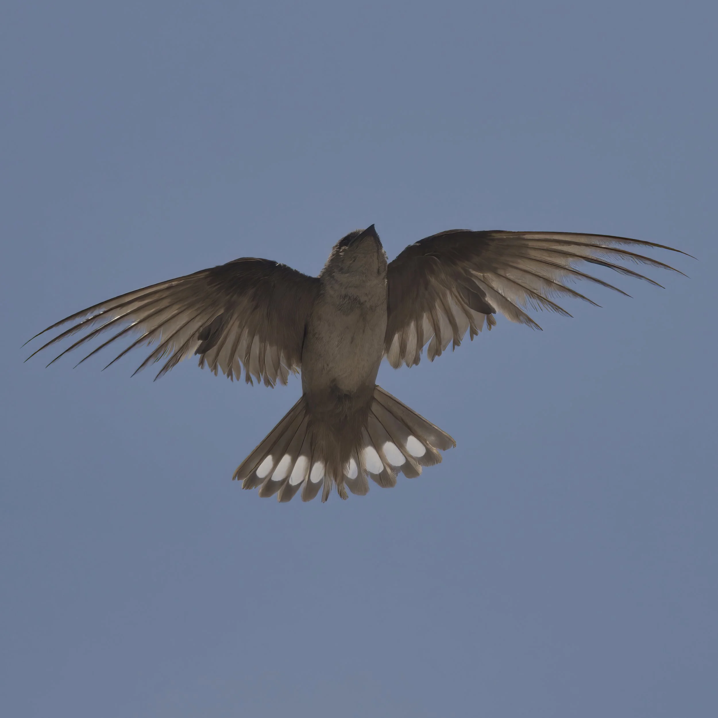 Pale Rock Martin \ Ptyonoprogne obsoleta