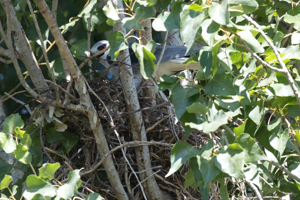 Black-winged Kite in the nest