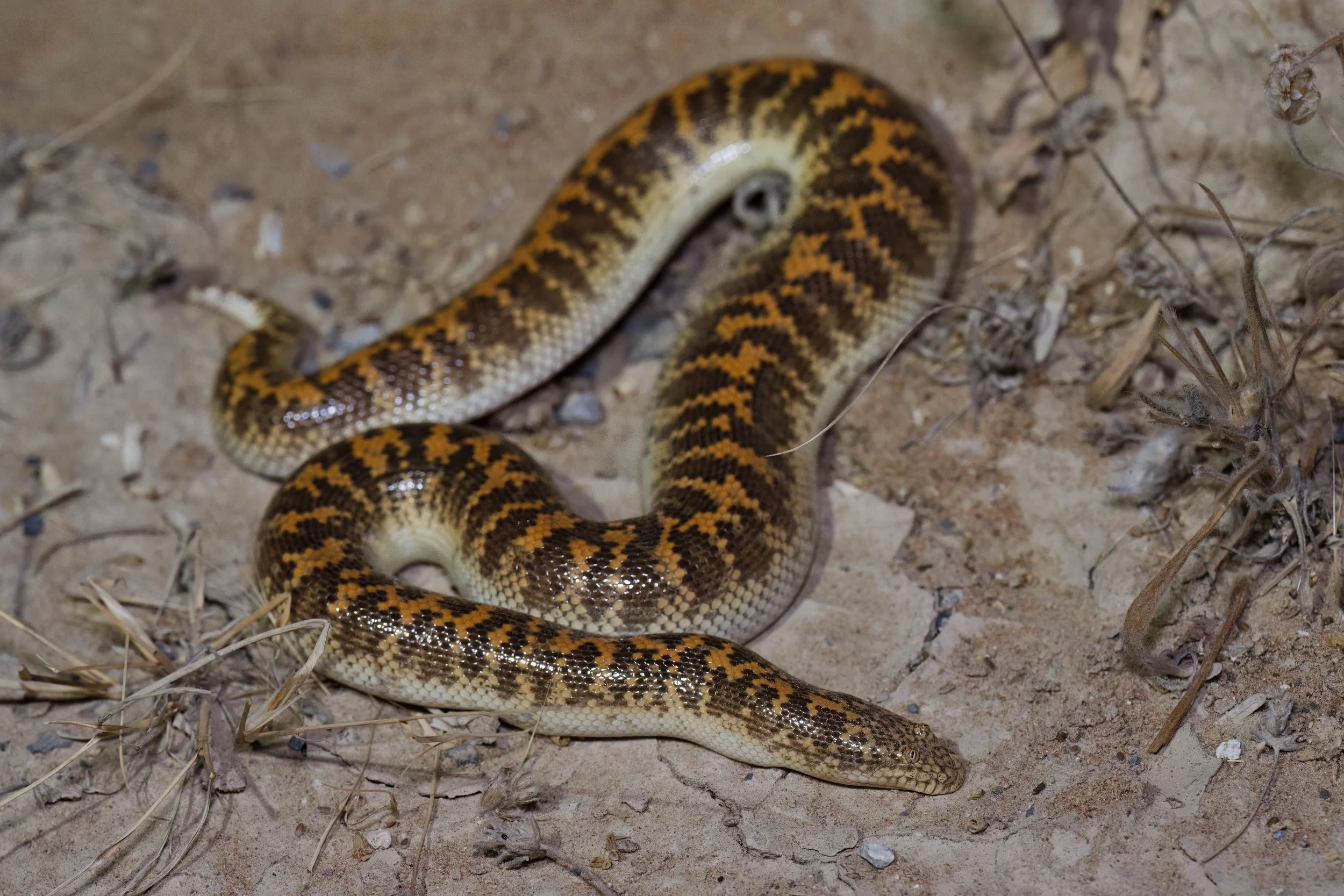 Arabian Sand Boa (Eryx jayakari)