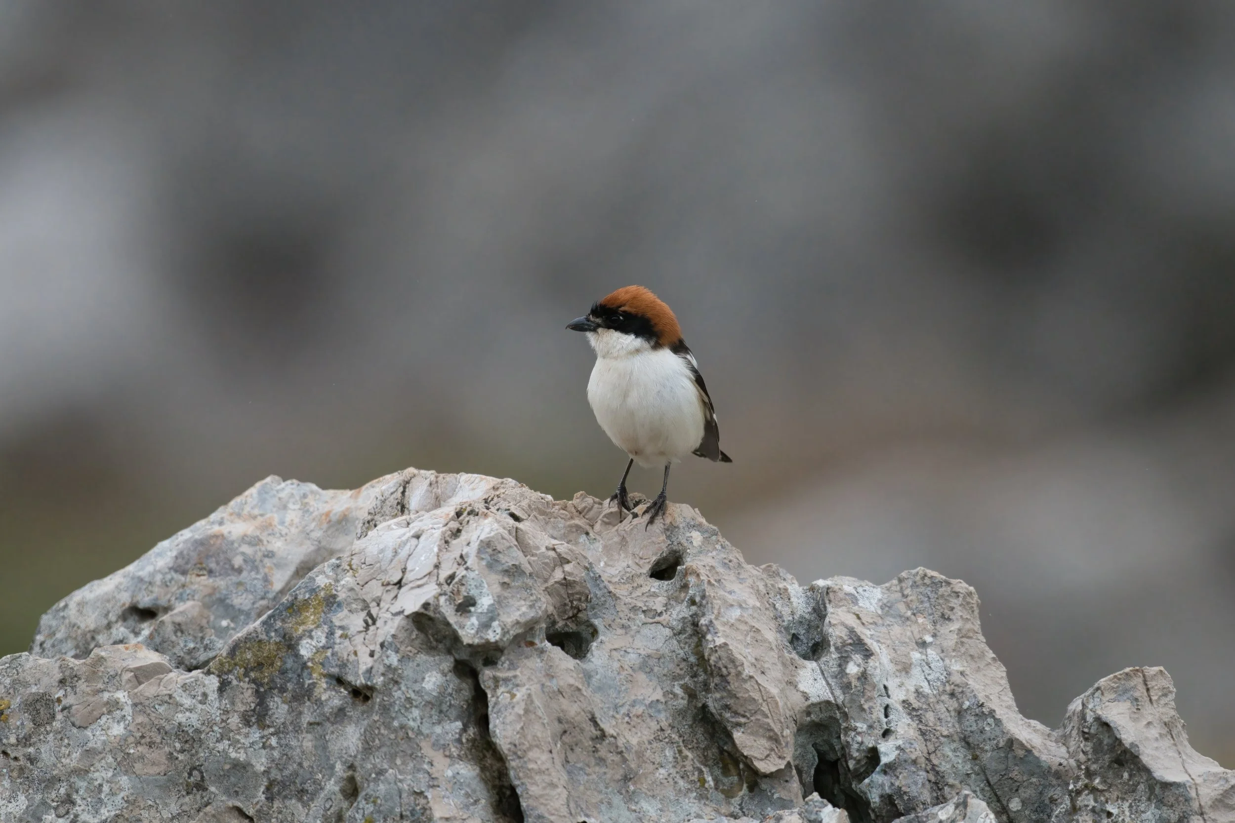 Woodchat Shrike 850_1958.jpeg