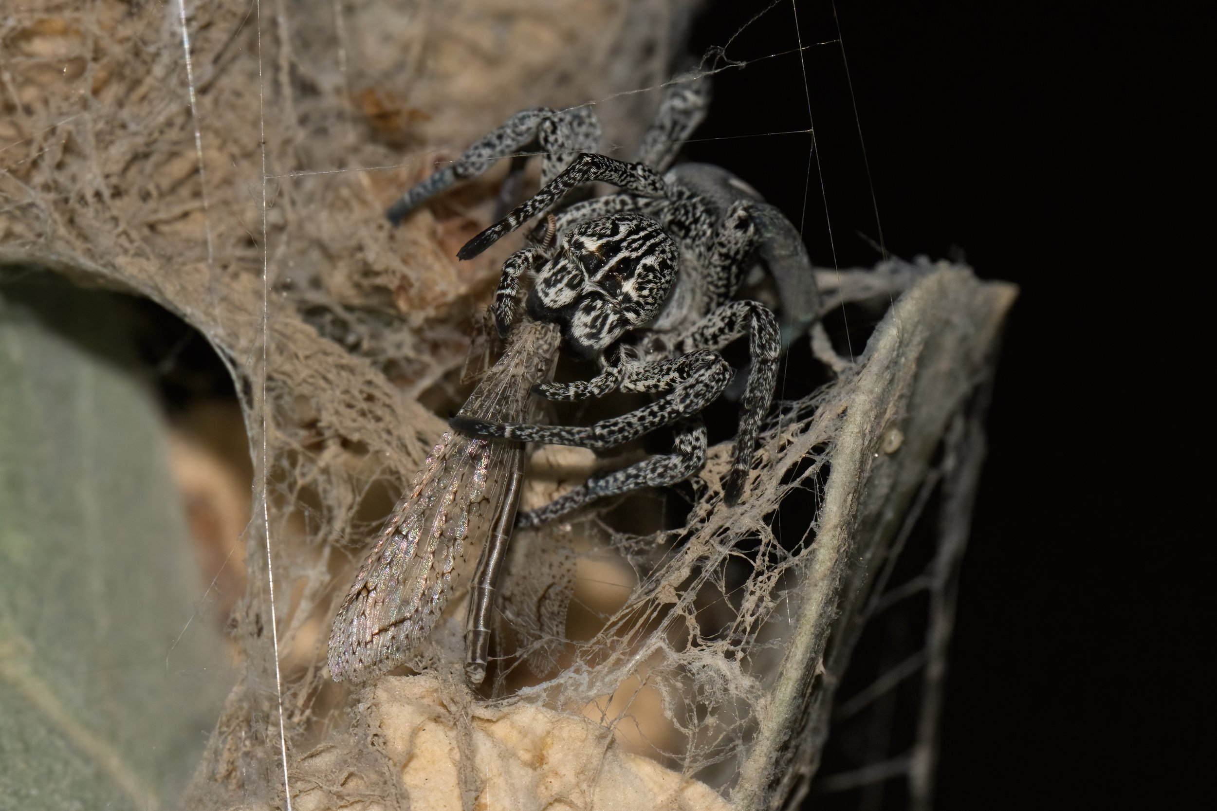Desert Velvet Spider | العنكبوت المخملي الصحراوي | Stegodyphus lineatus