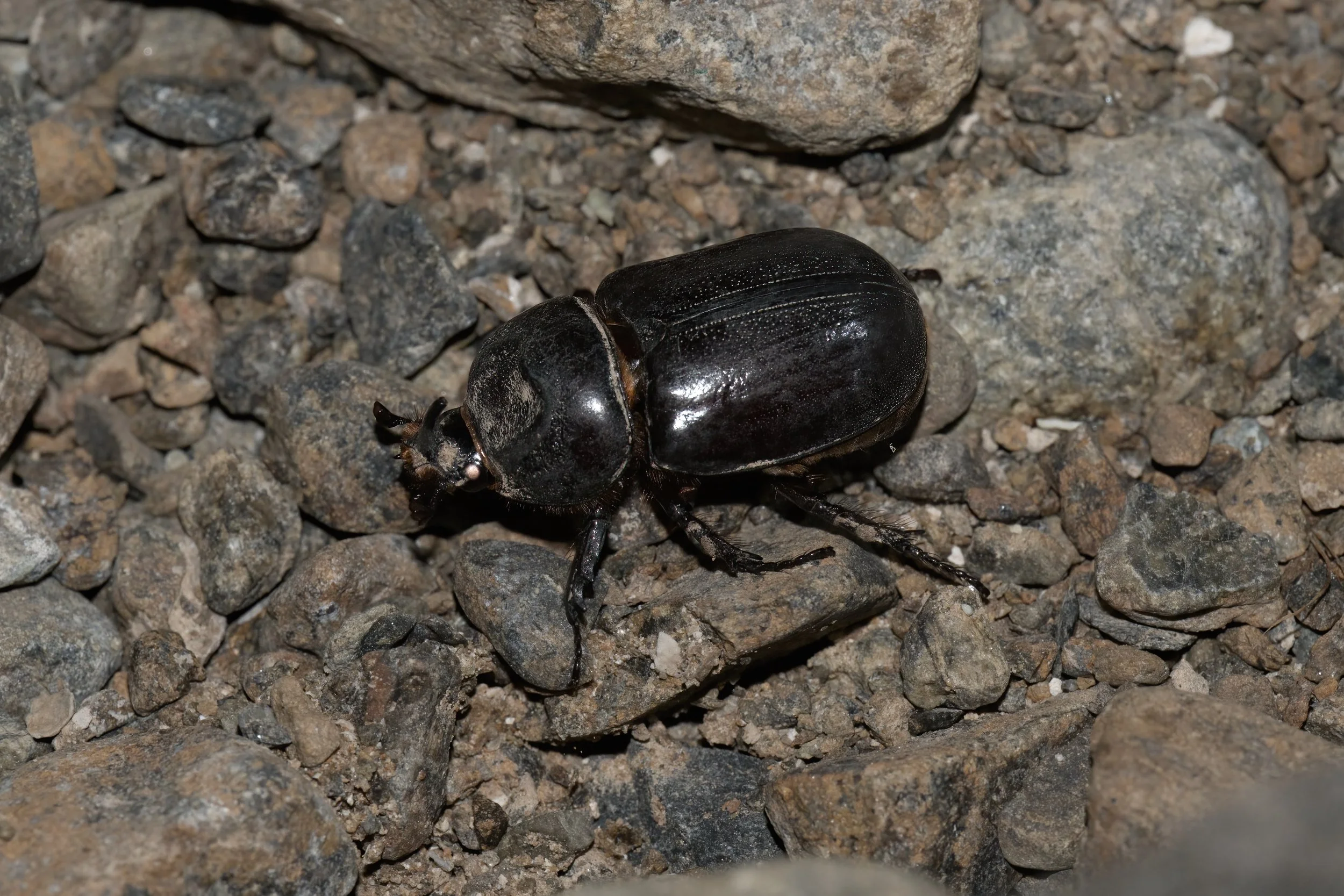 Arabian Rhinoceros Beetle (Oryctes agamemnon arabicus)