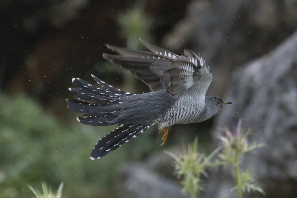 Common Cuckoo in flight, Lebanon