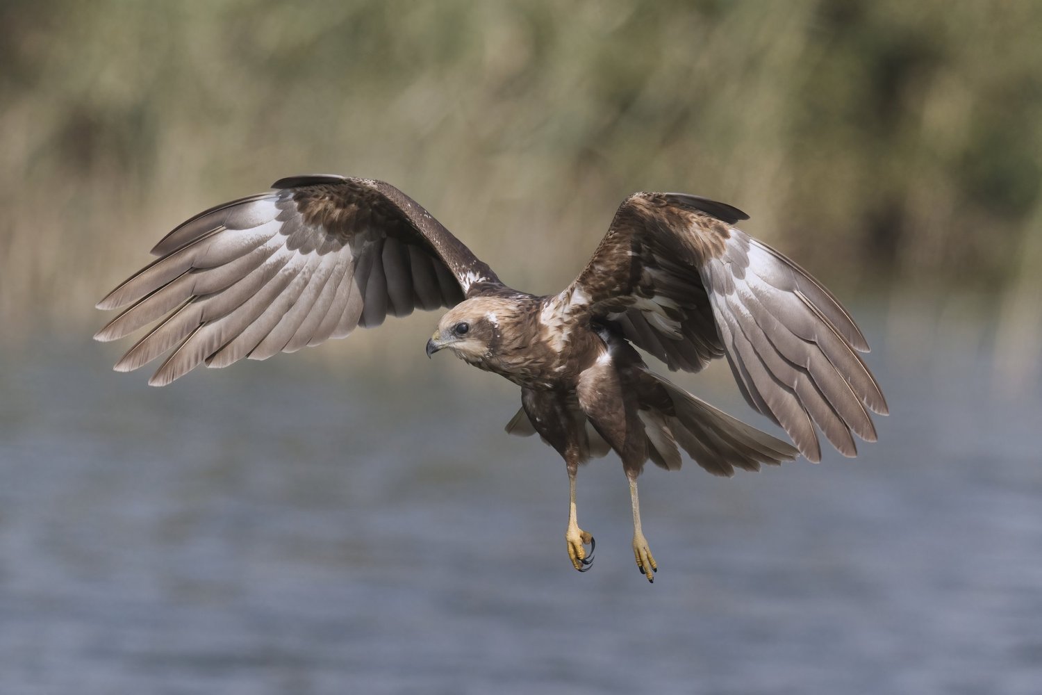 Western Marsh Harrier, Lebanon