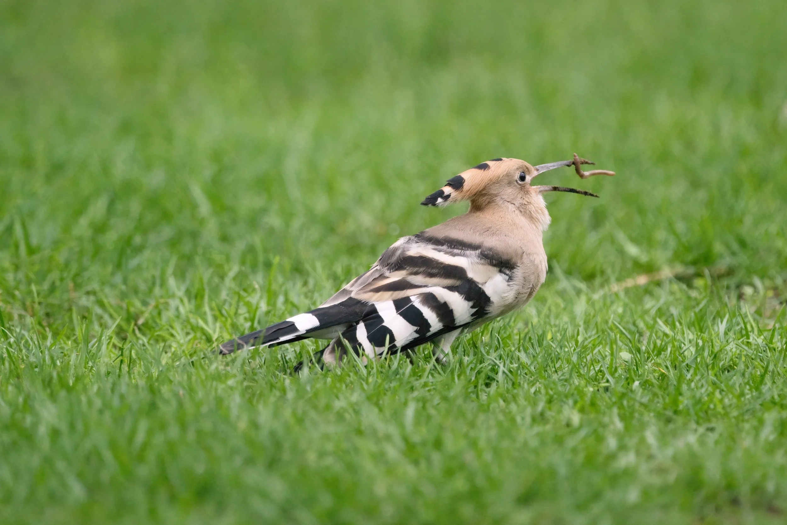 Eurasian Hoopoe Eating
