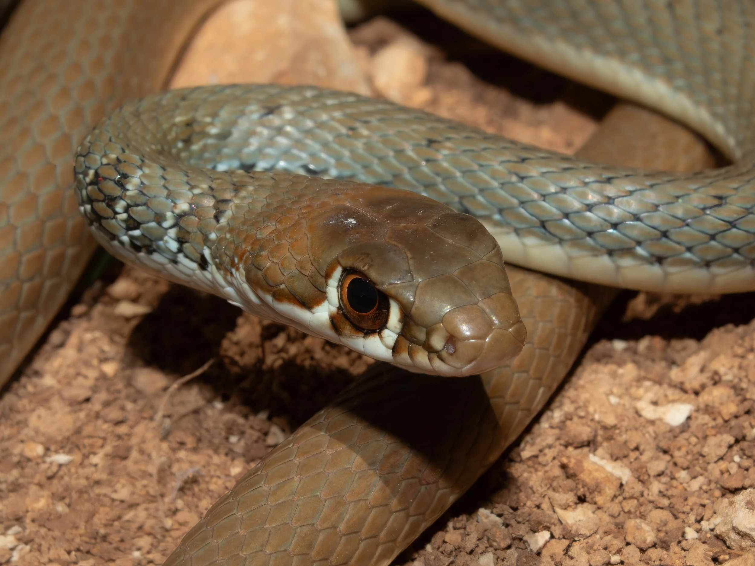 Dahl’s Whip Snake (Platyceps najadum) 