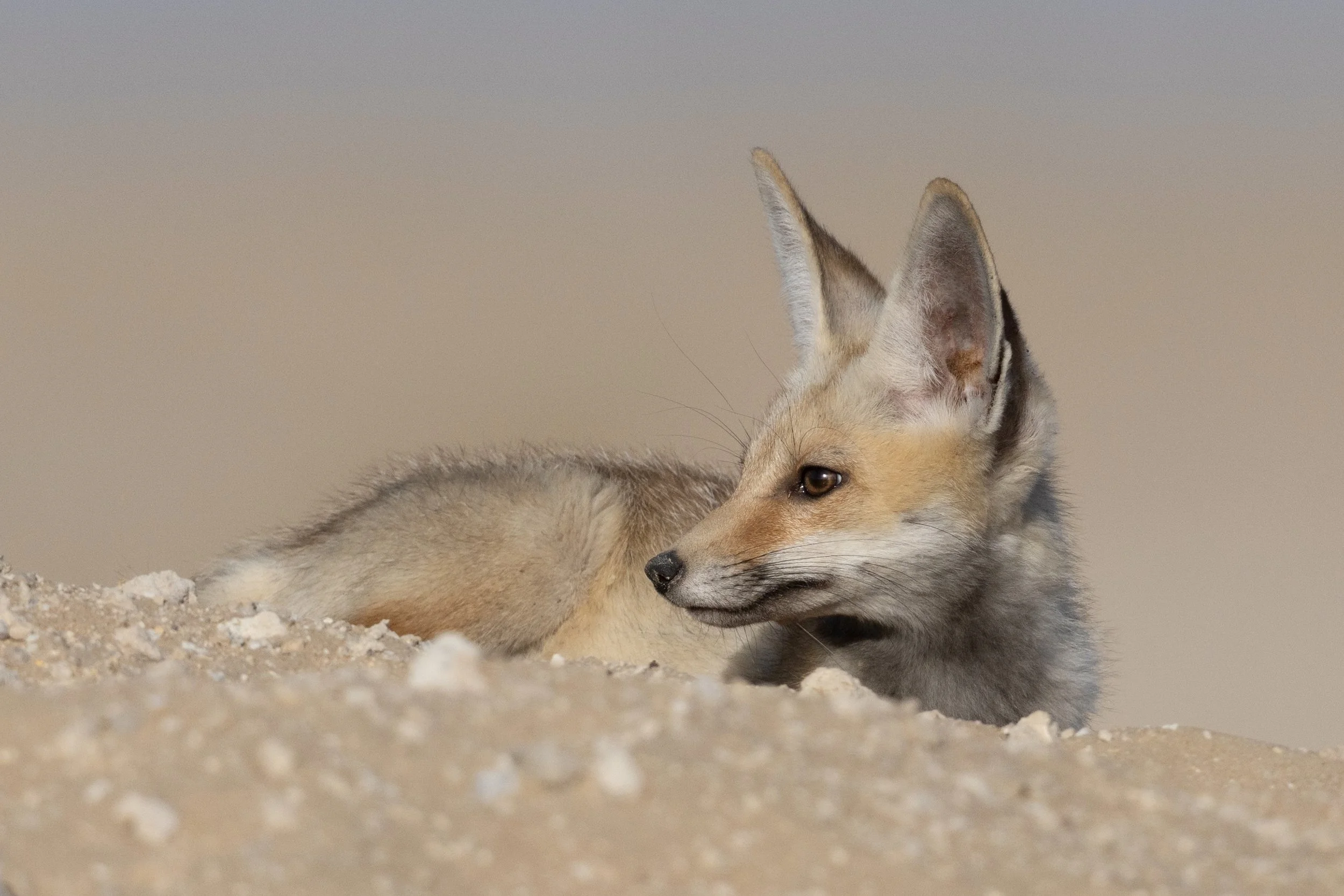 Photo Credit: Shawn Parker