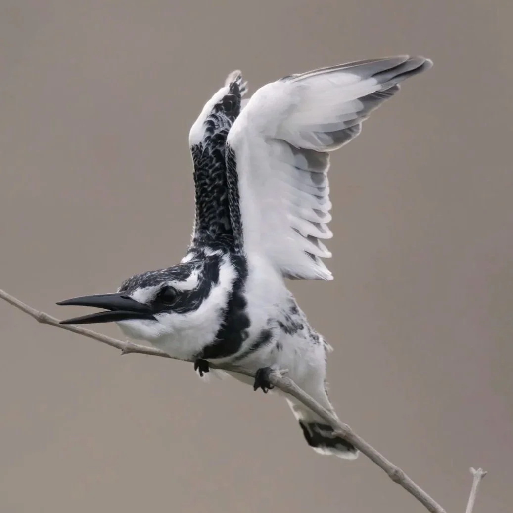 wildlife photography at wetlands