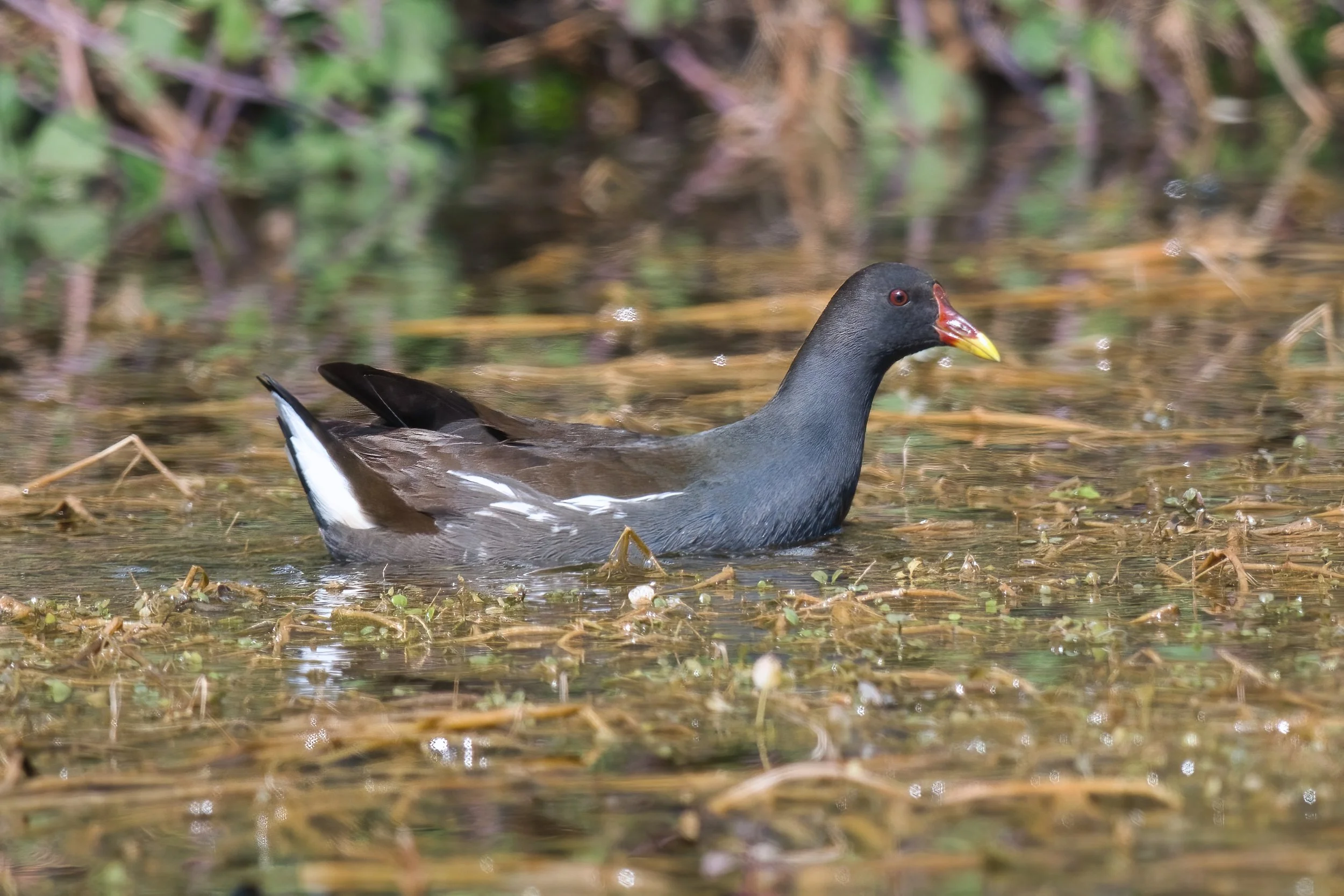 A bird swimming in a pond with green vegetation along the water's edge.