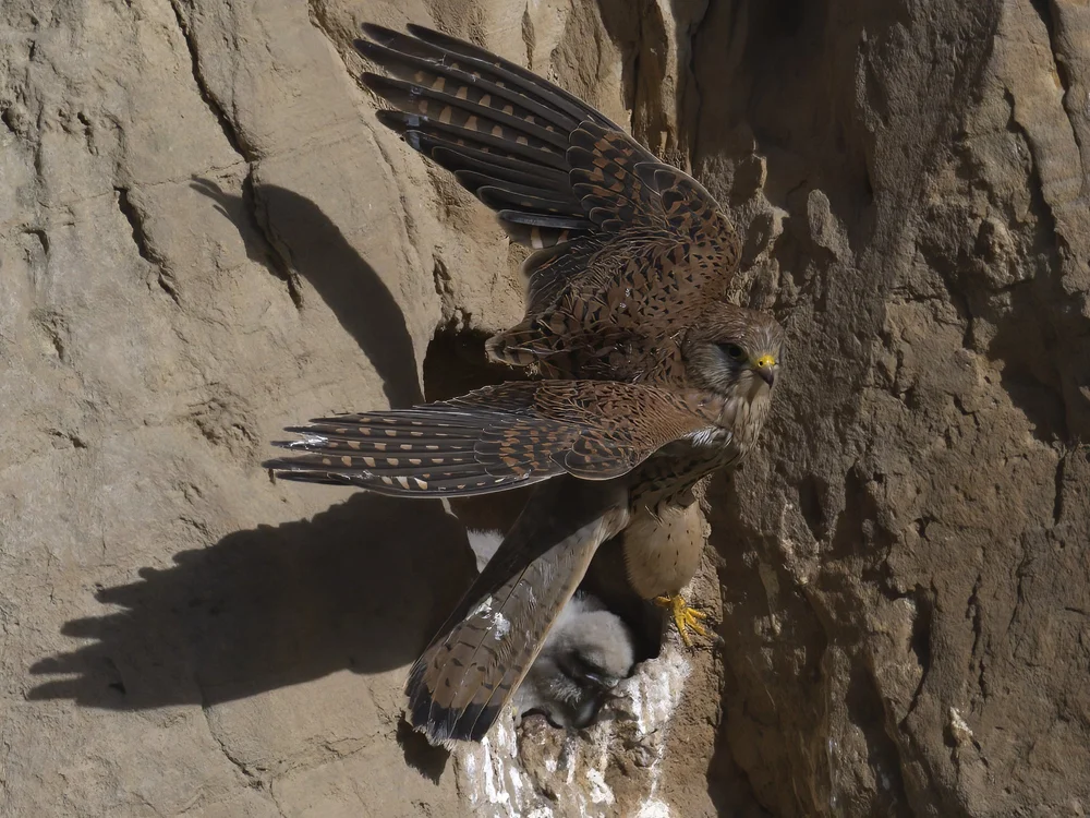 Eurasian Kestrel — best of the story