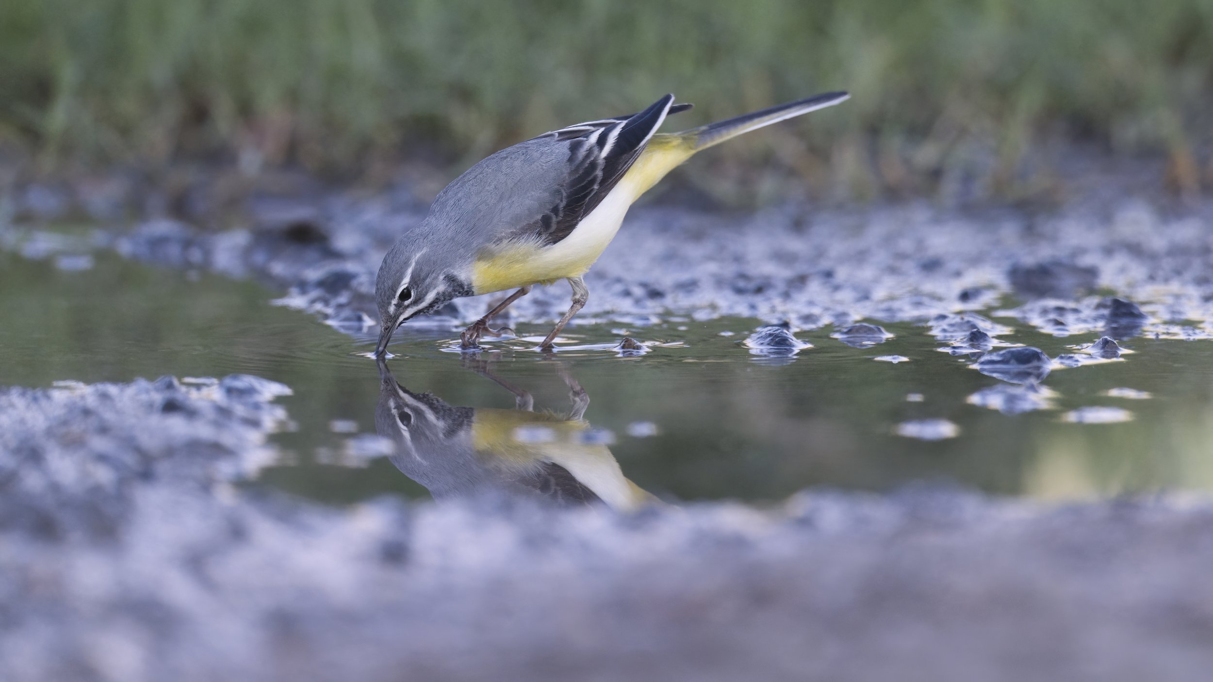 Grey Wagtail - United Arab Emirates UAE