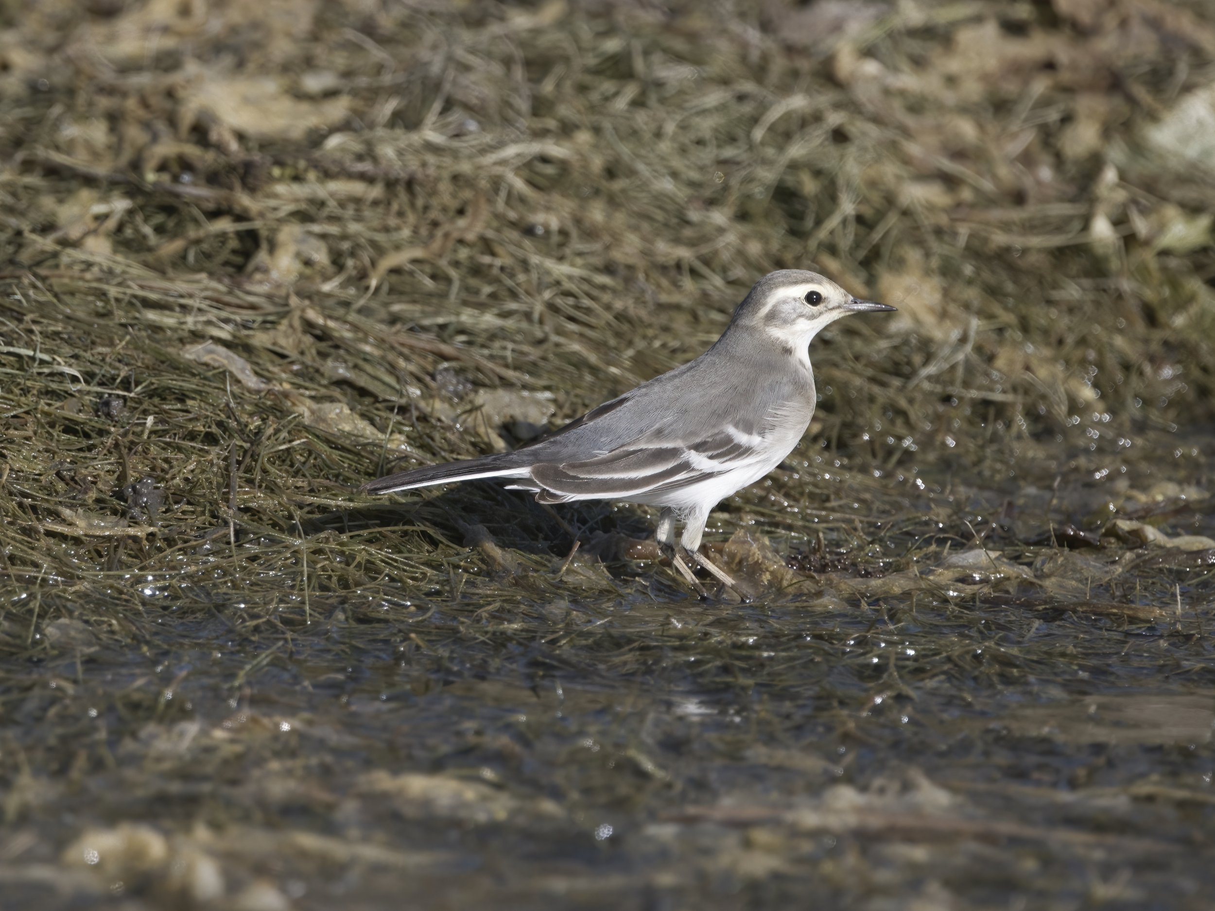 Citrine Wagtail - Lebanon Lebanon