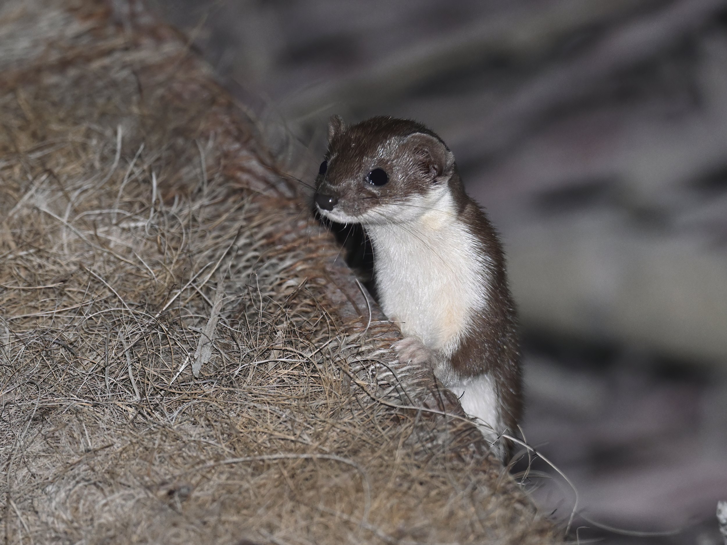 Least weasel Lebanon