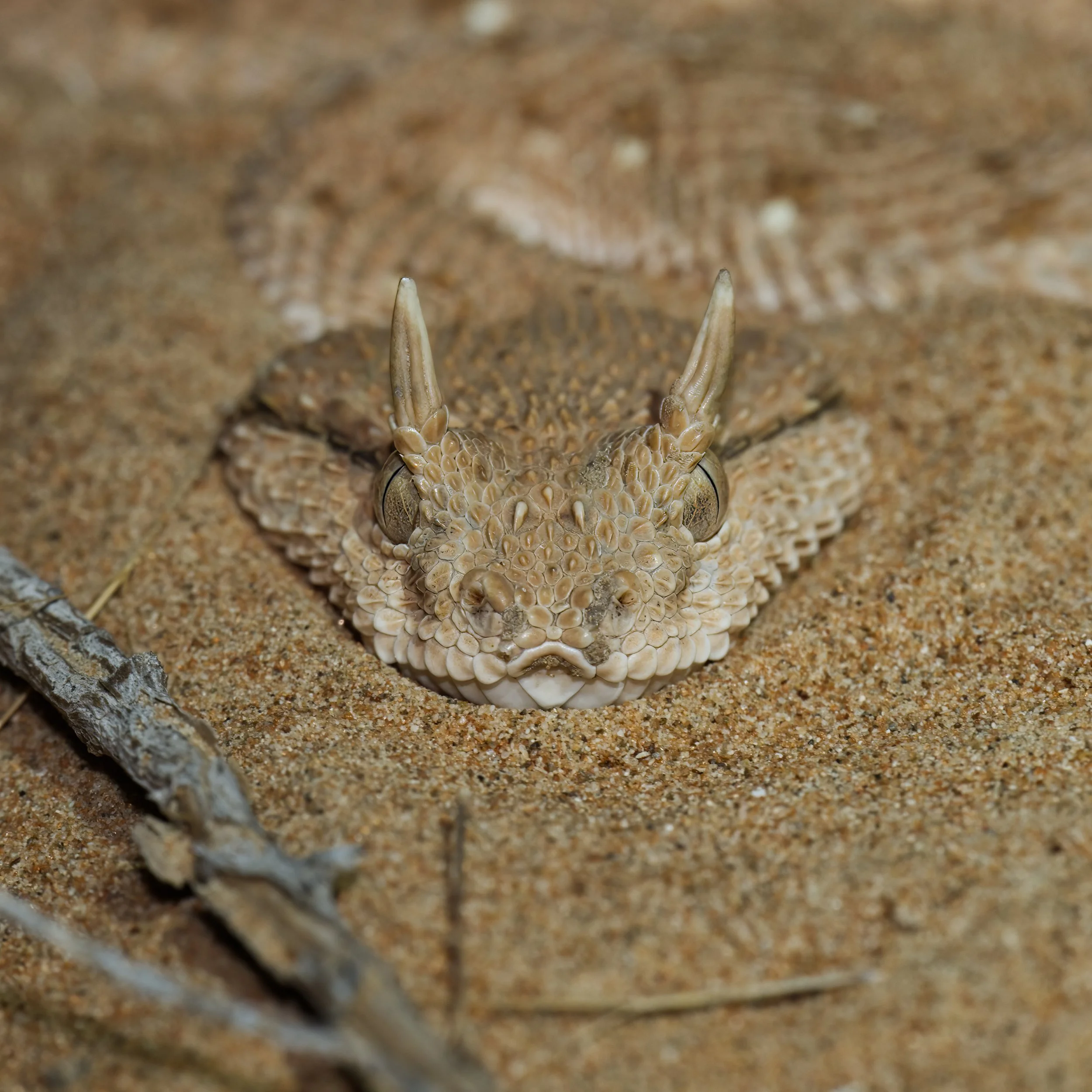 Arabian Horned Viper_Z090668.jpeg
