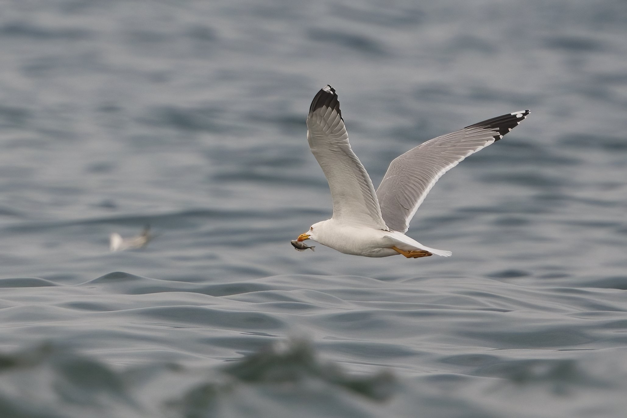 Yellow Legged Gull D52_9022.jpeg