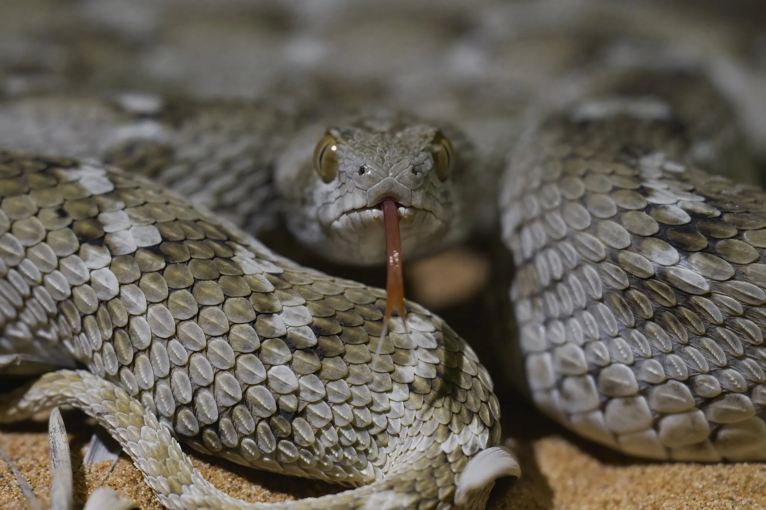 Saw-scaled Viper / Echis carinatus
