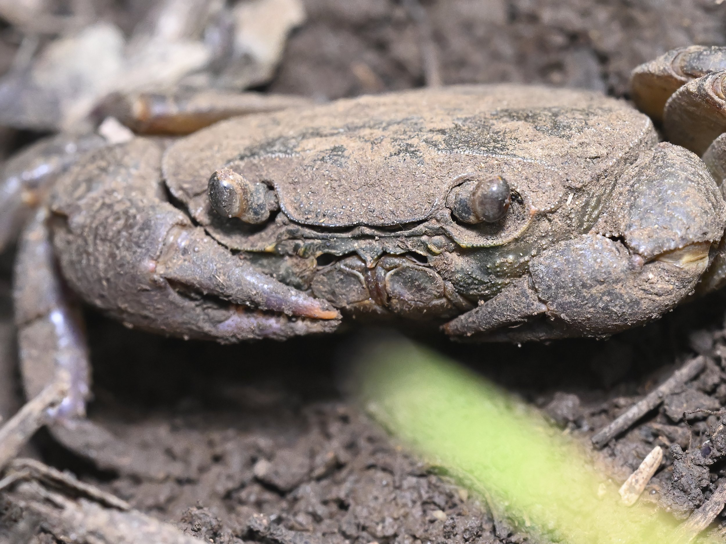 Herping Lebanon