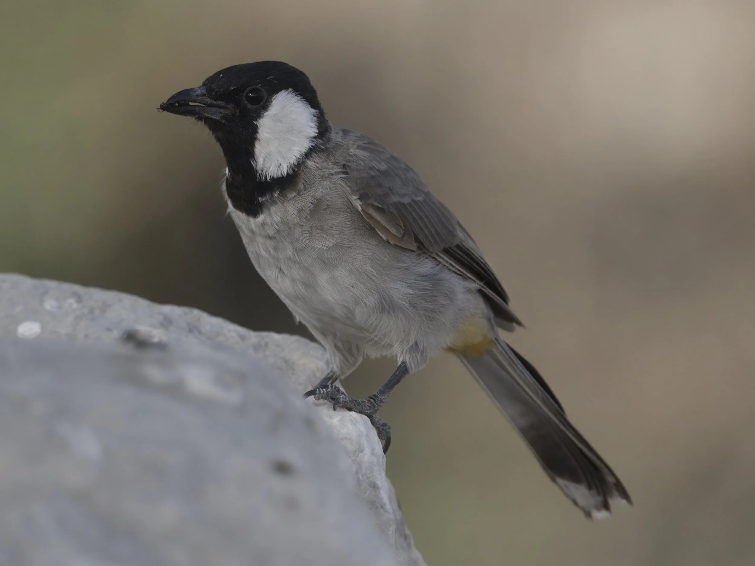 White-eared bulbul (Pycnonotus leucotis)