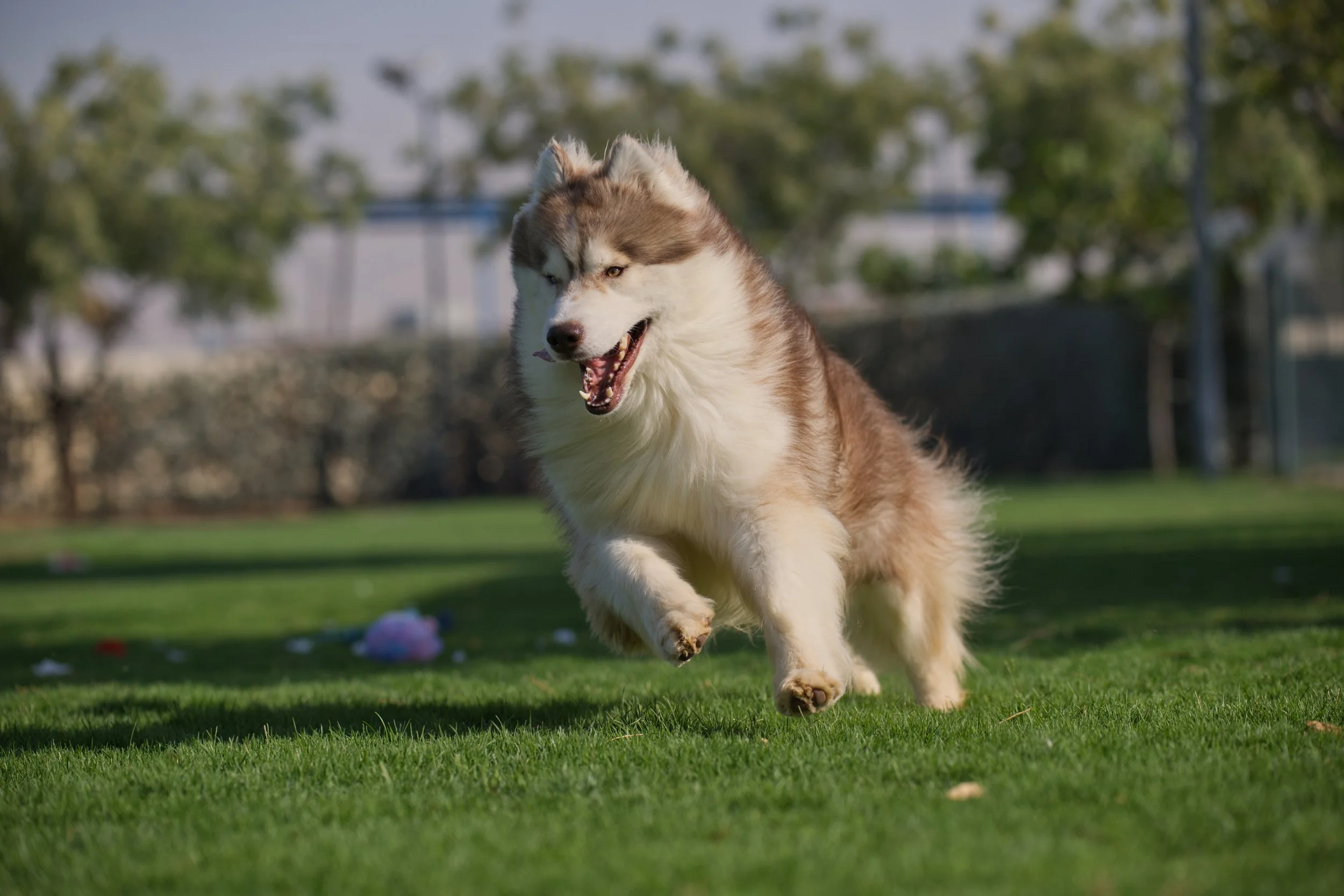 Adopt dog in RAK