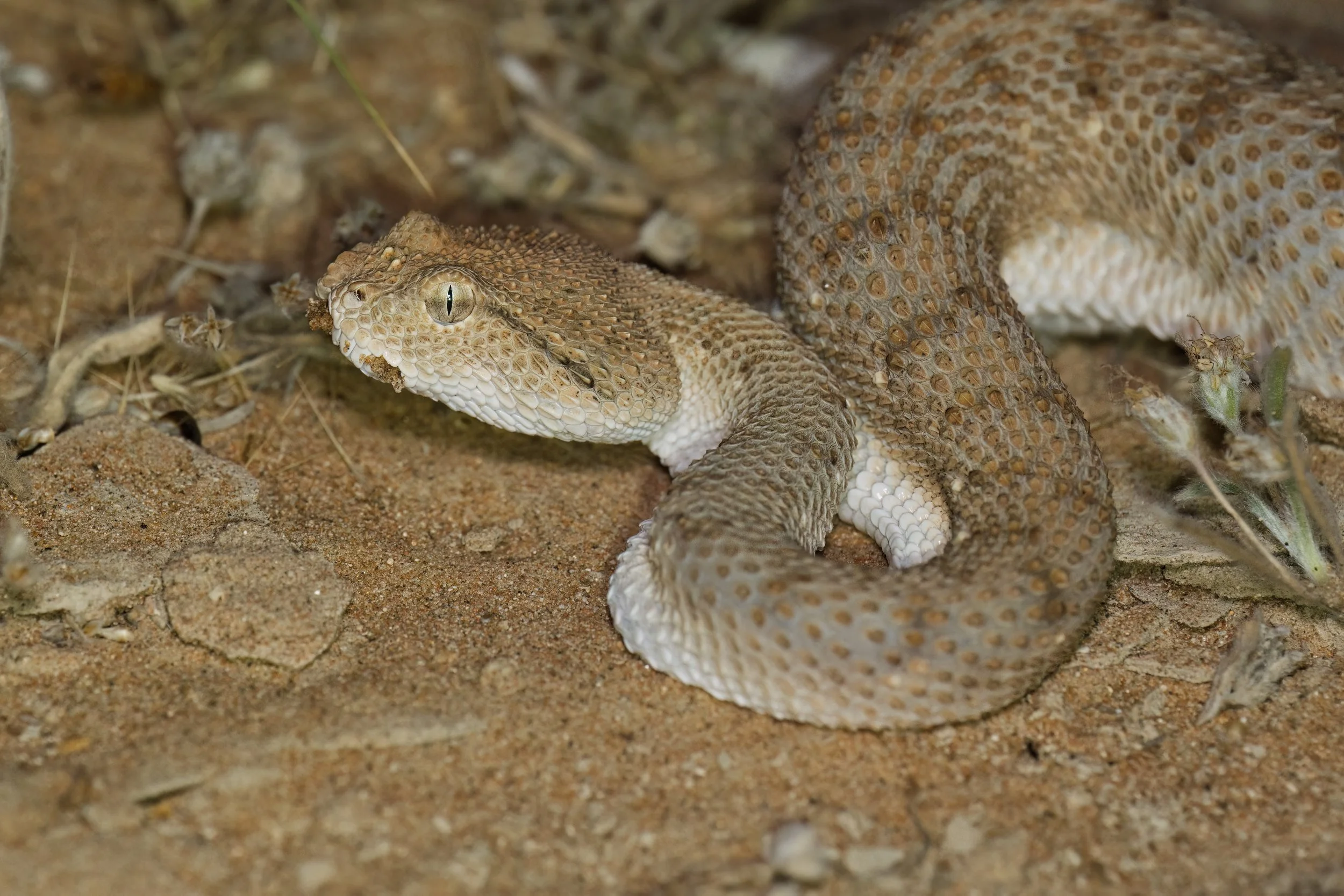 Arabian Horned Viper_Z090827.jpeg
