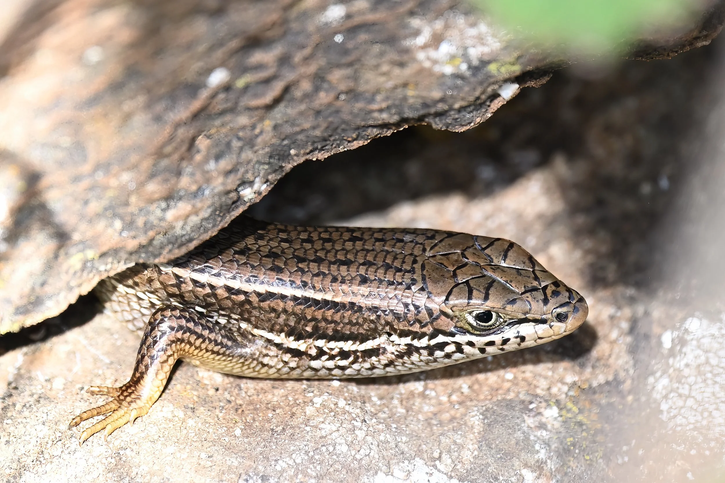 Bridled Skink \ Heremites vittatus