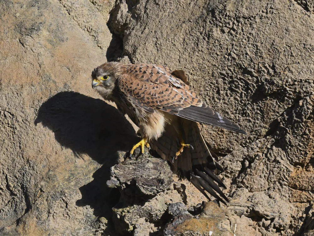 Eurasian Kestrel — best of the story