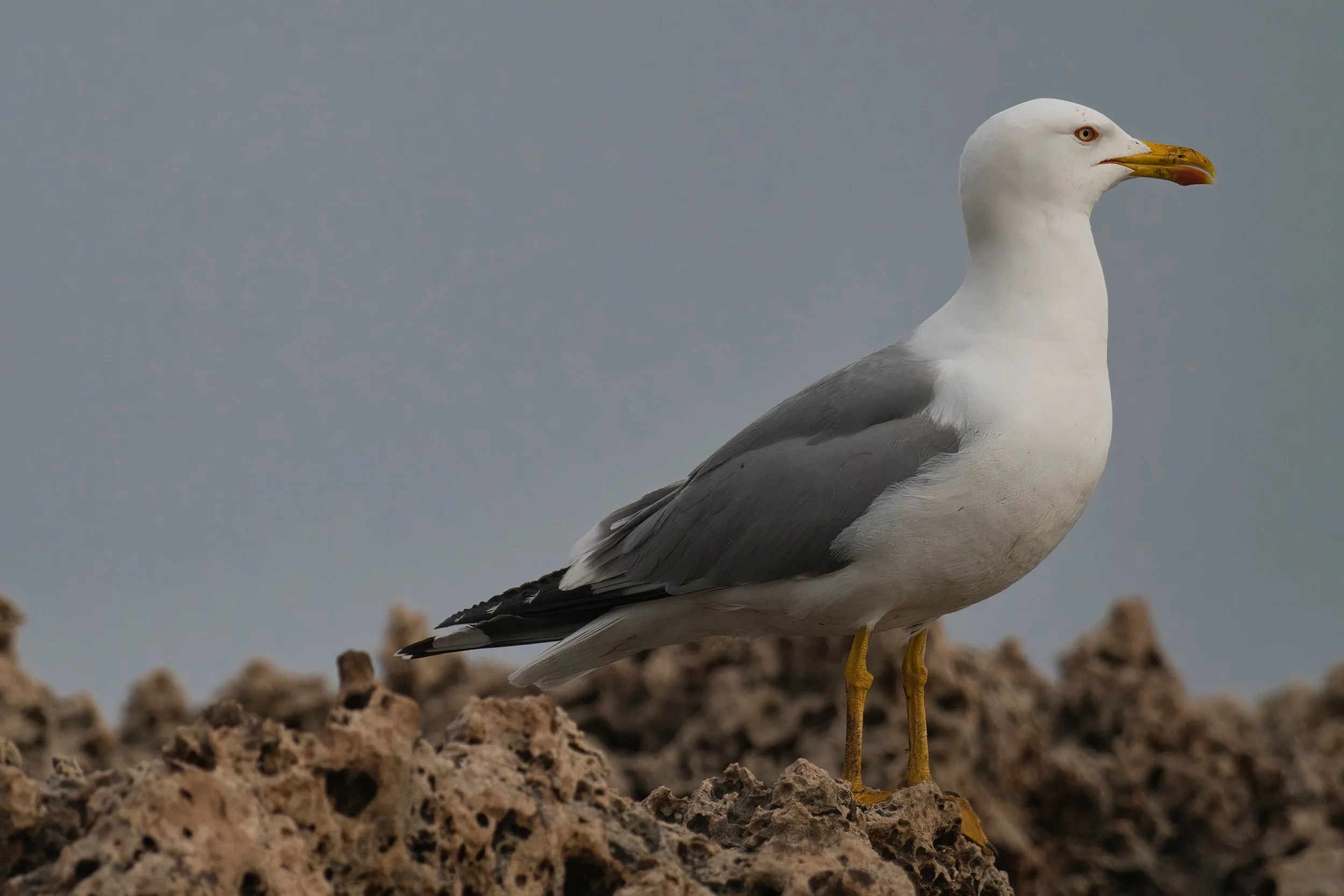 Yellow Legged Gull D54_1744.jpeg