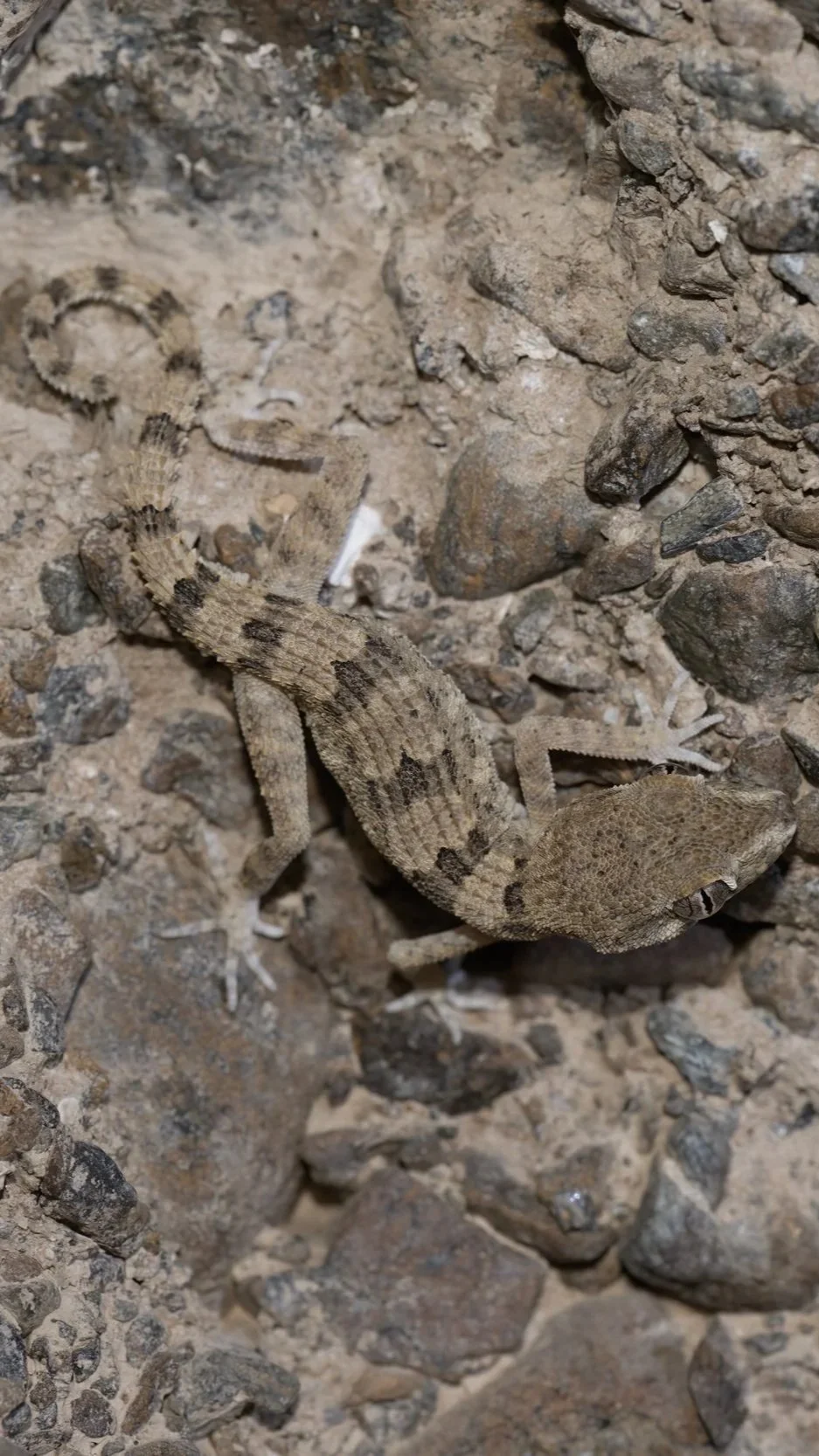 Hajar Banded Ground Gecko \ Trachydactylus hajarensis