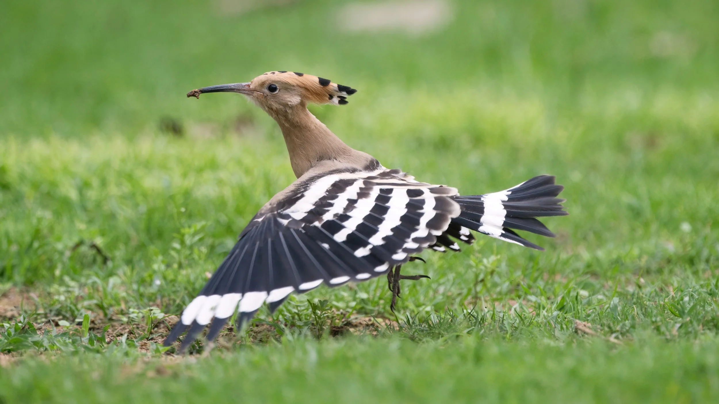 Eurasian Hoopoe (هدهد أوراسي)