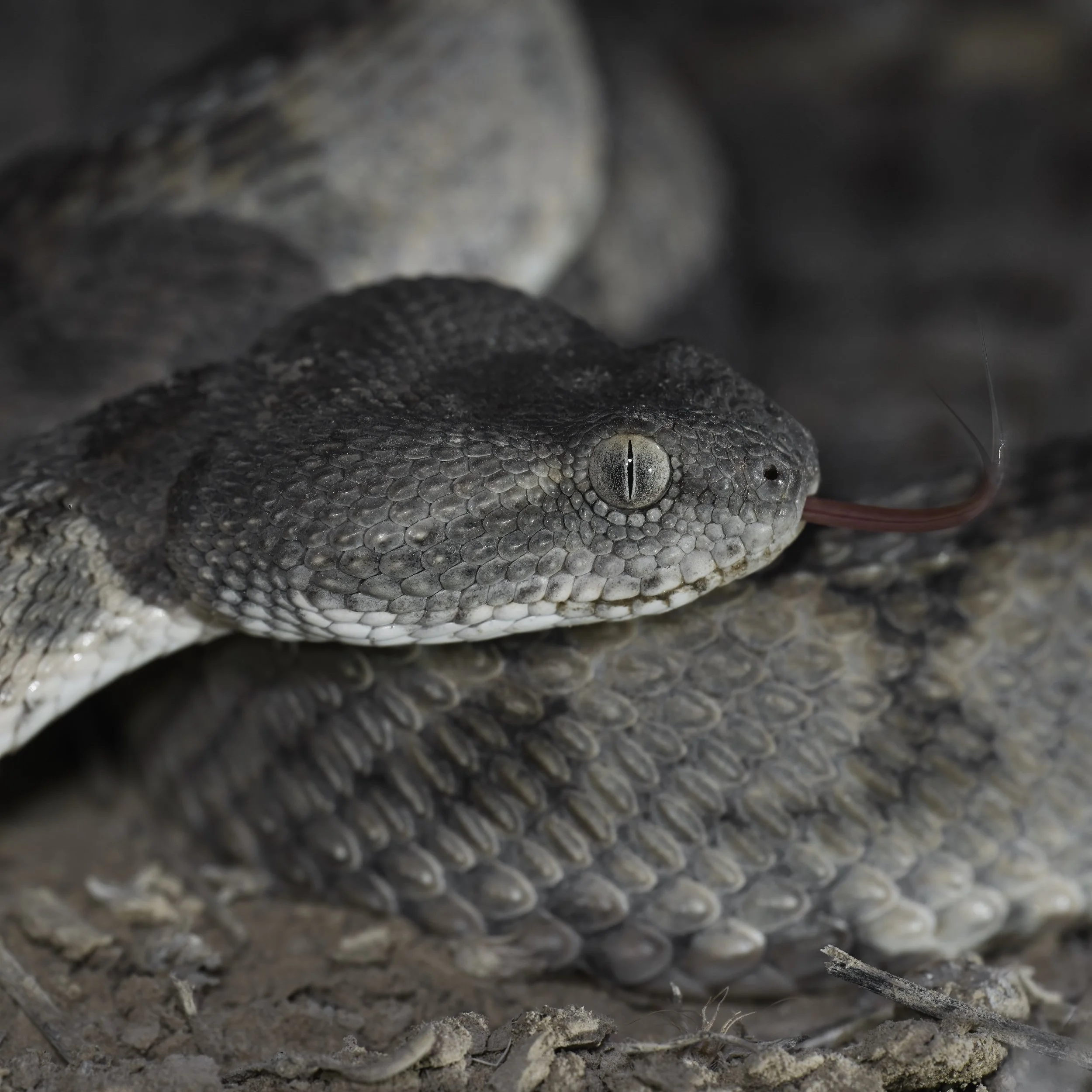 Hajar Saw-scaled Viper / Echis omanensis