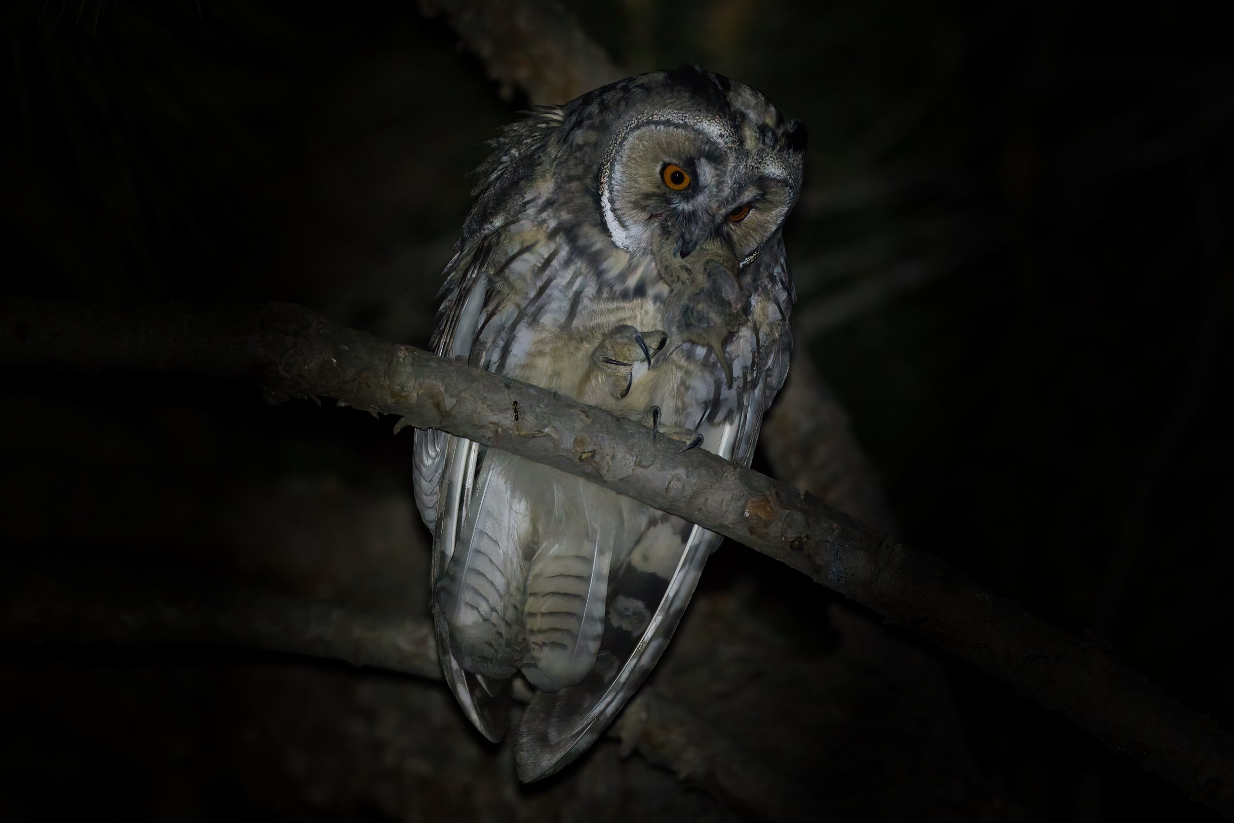 owl eating rodent