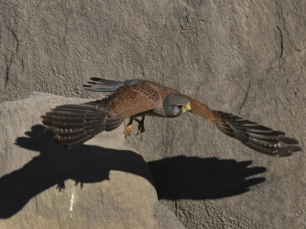 Eurasian Kestrel — best of the story