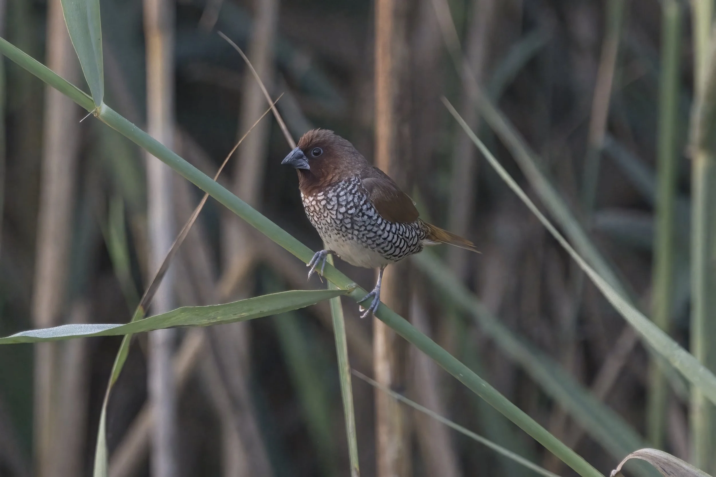 scaly breasted Munia Z092187.jpeg