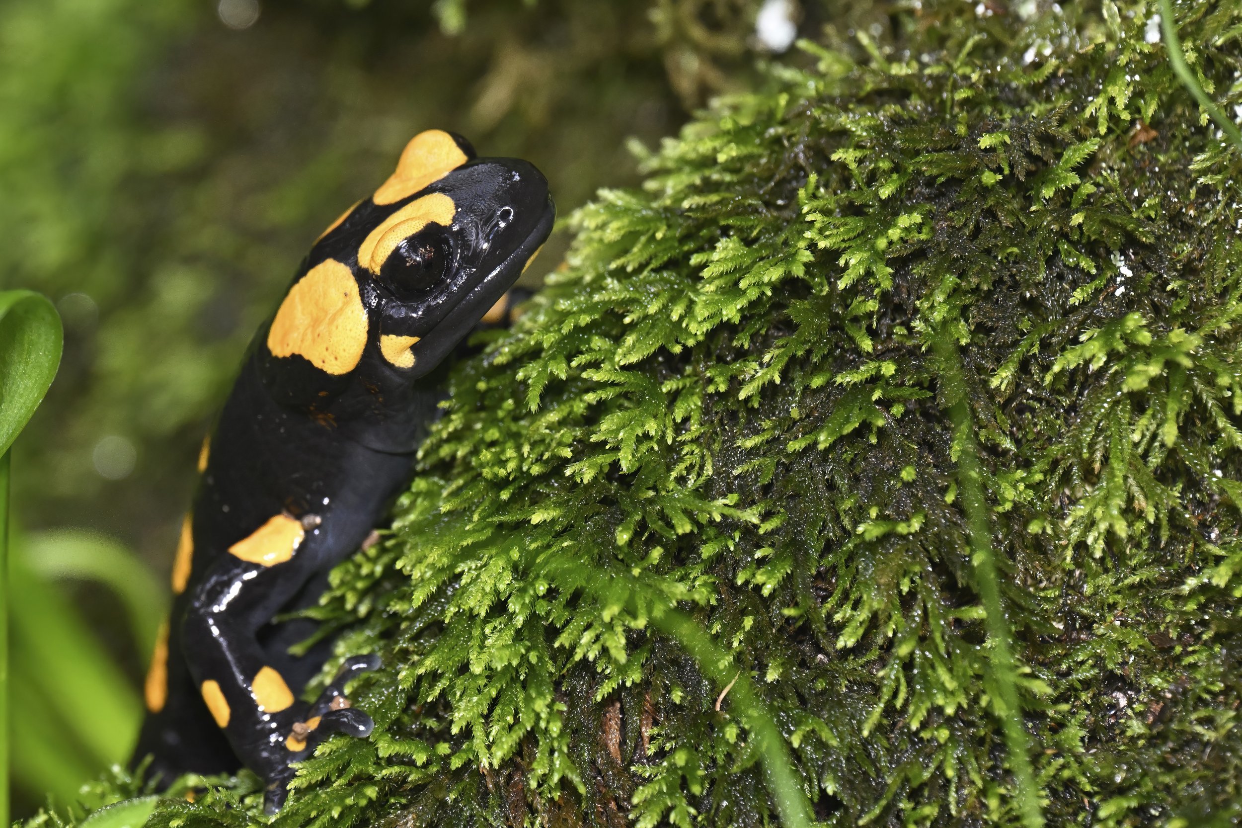 Near Eastern Fire Salamander Naher Ibrahim