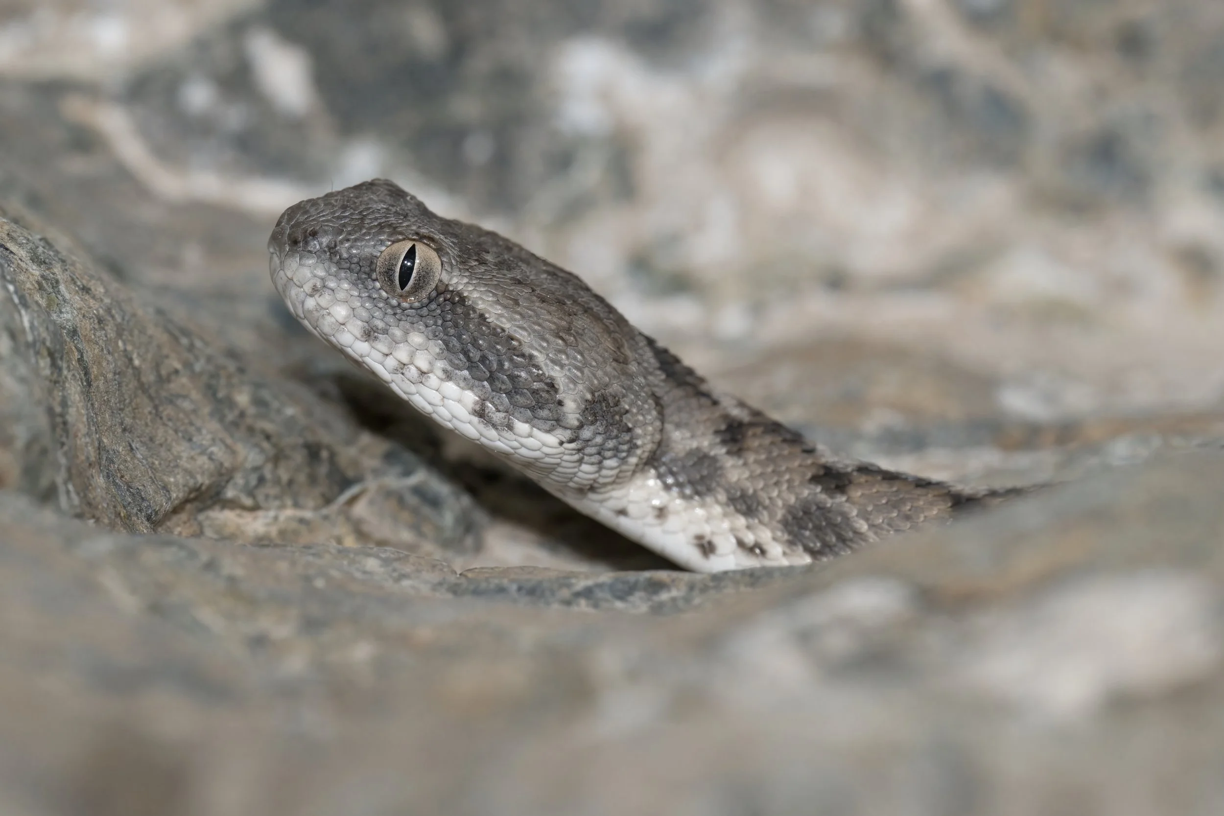 Hajar Saw-scaled Viper_Z091662.jpeg