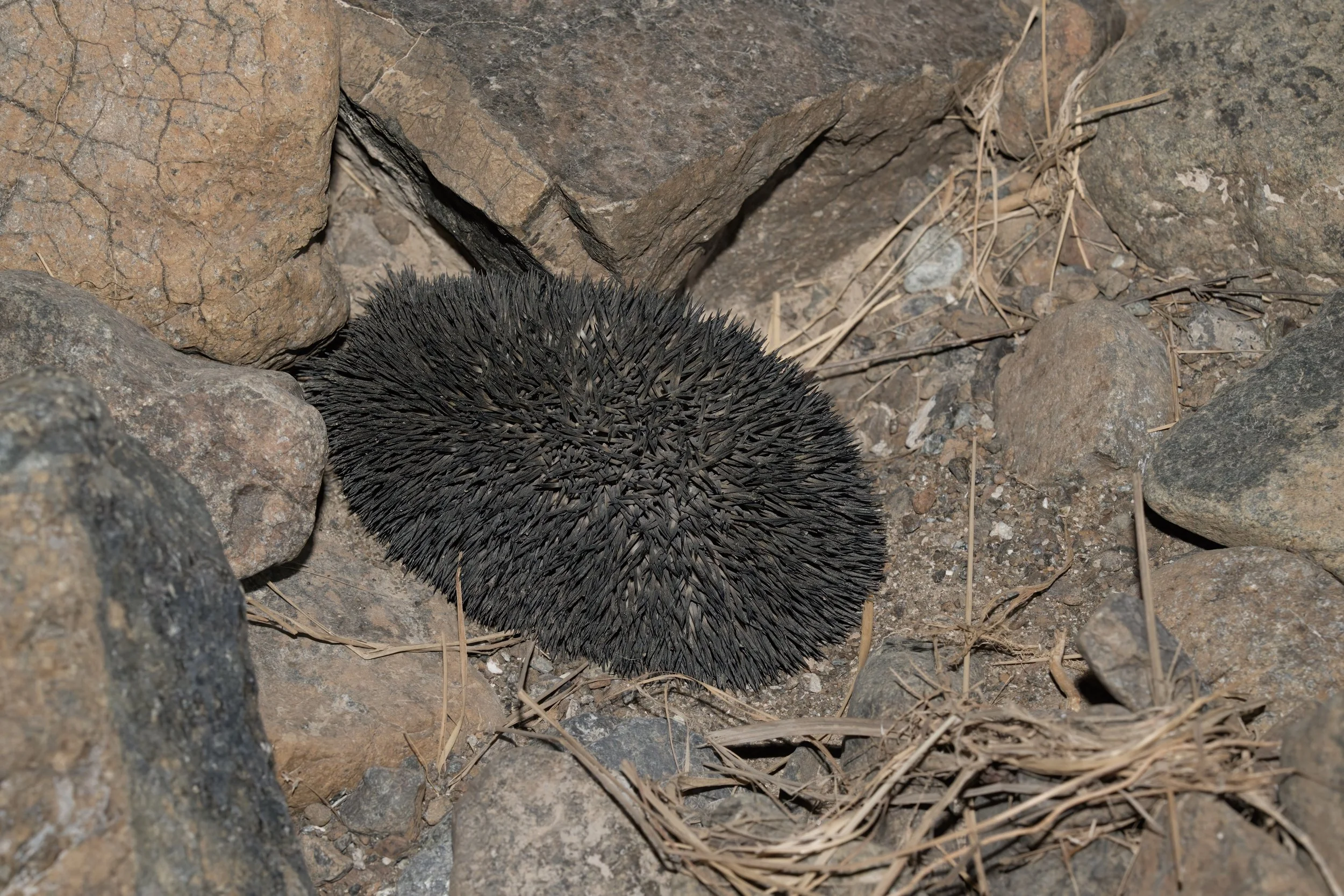 Desert Hedgehog_Z091809.jpeg