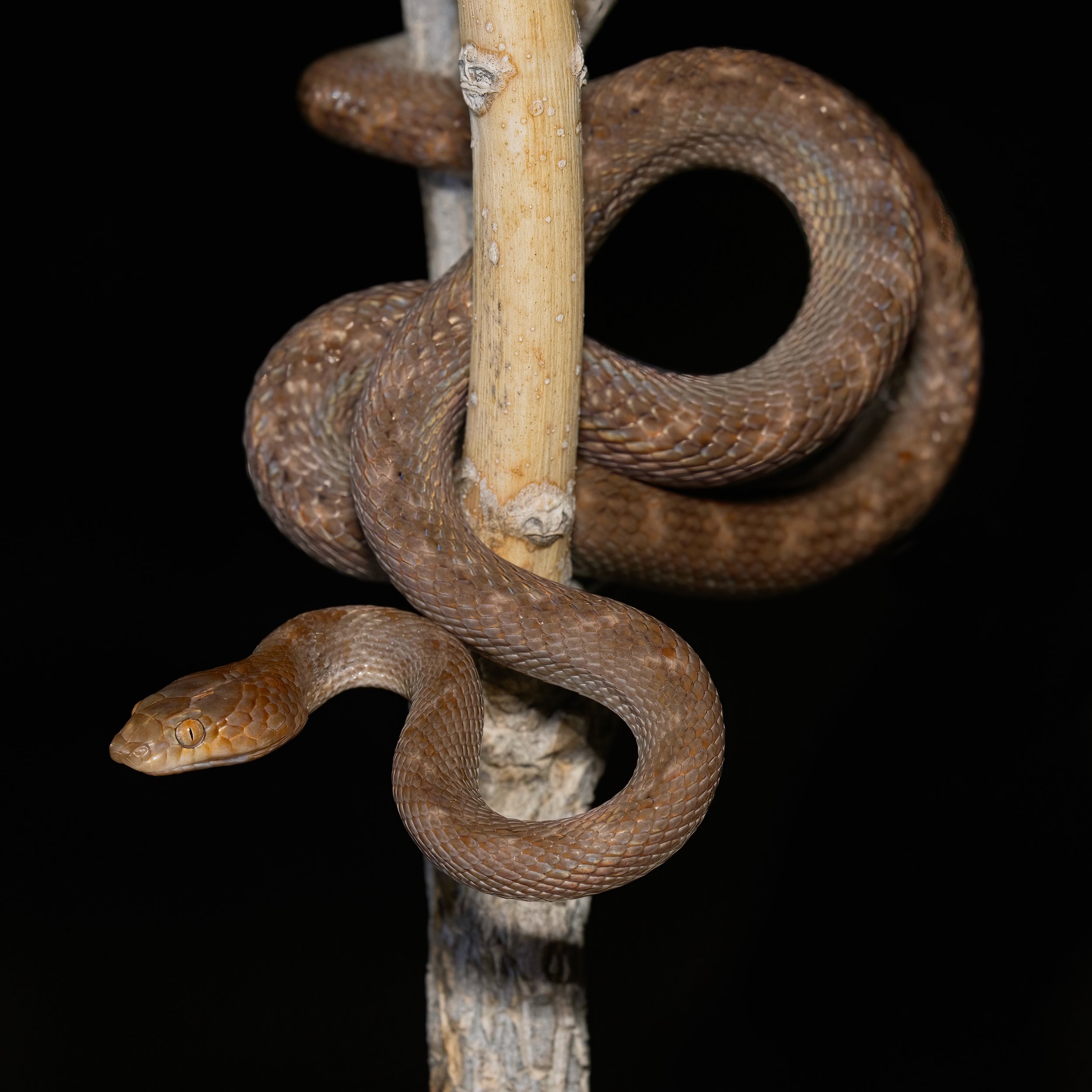 Arabian Cat Snake
