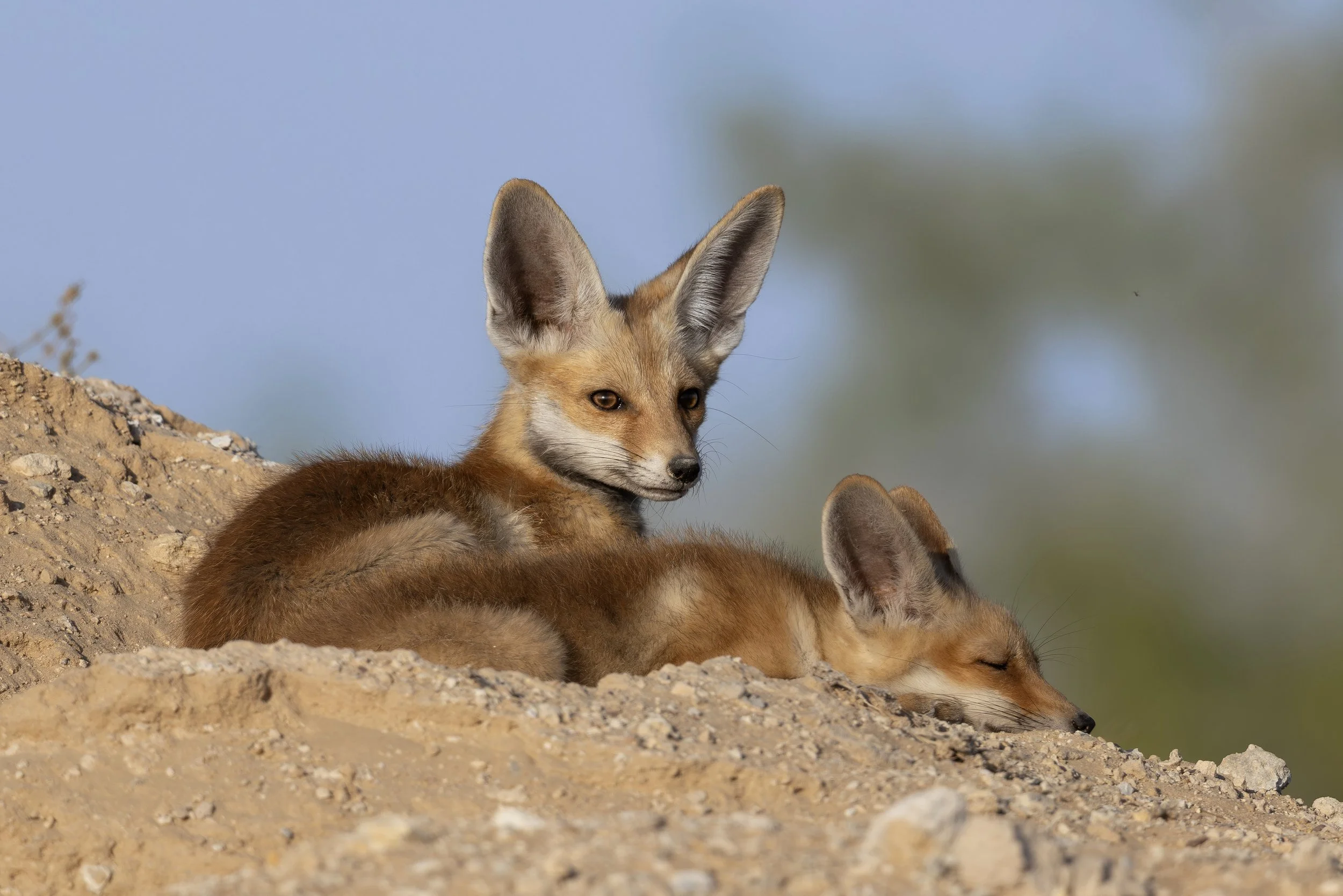 Photo Credit: Shawn Parker