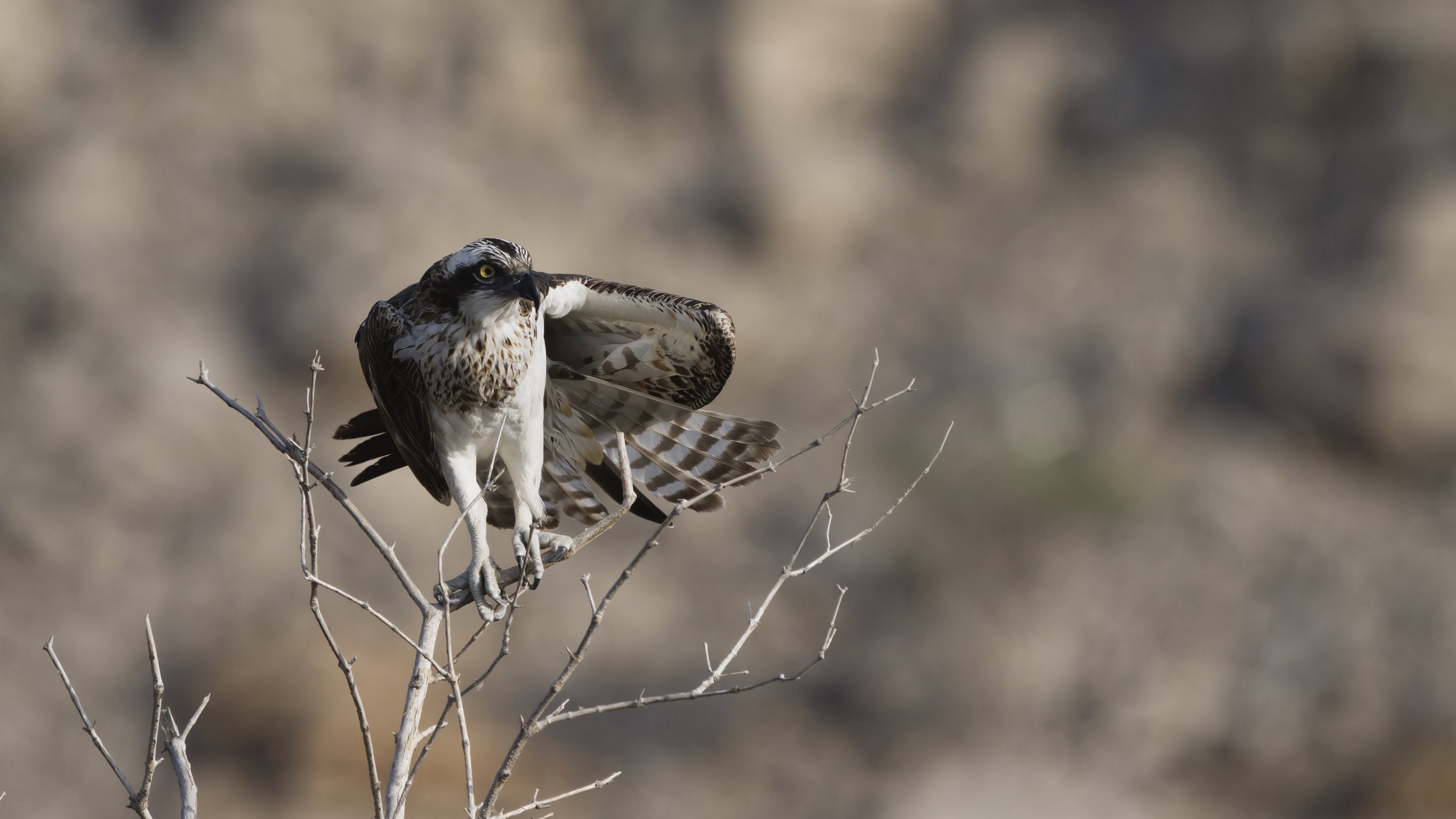 Birds watching trips UAE
