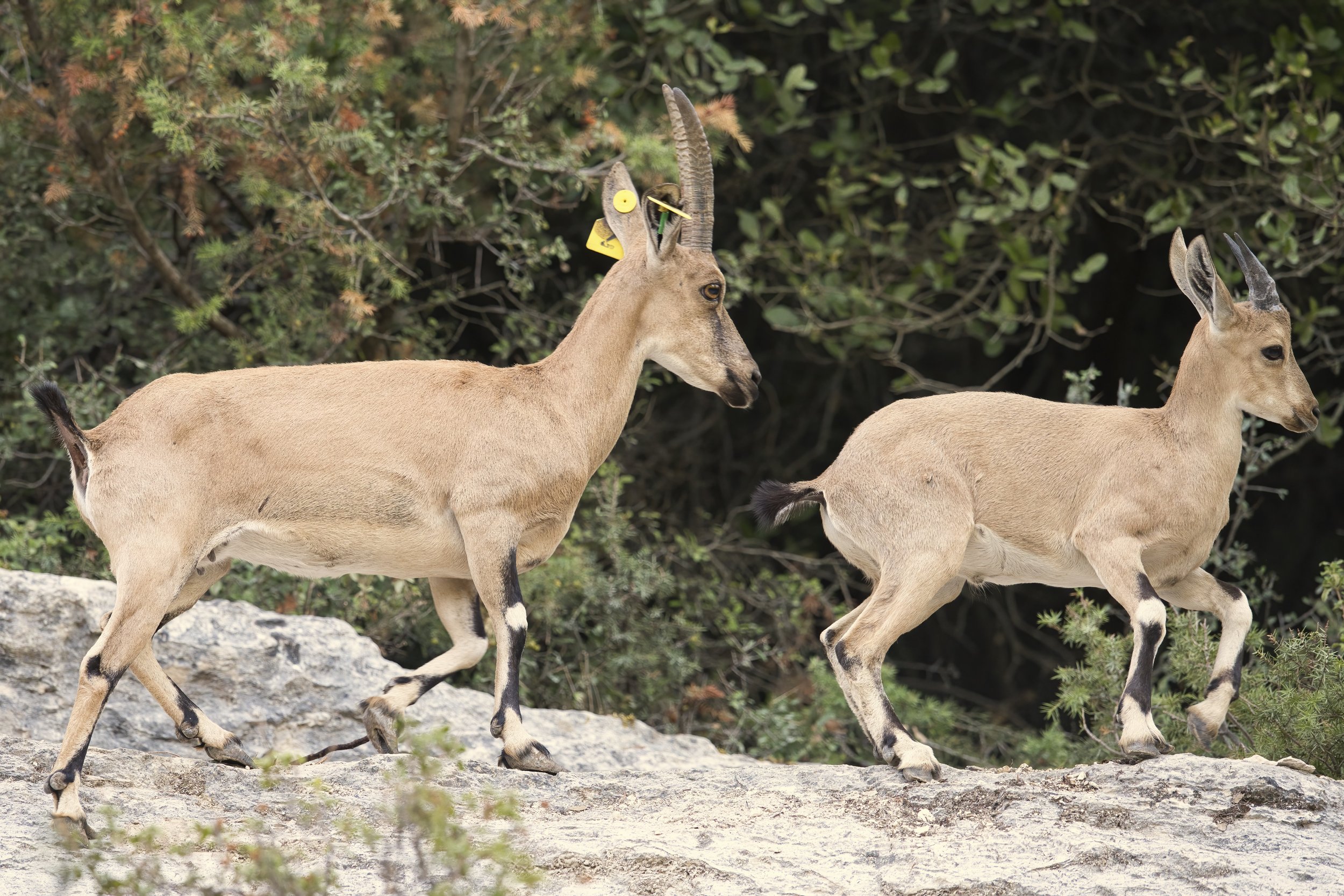 Wildlife photography lebanon