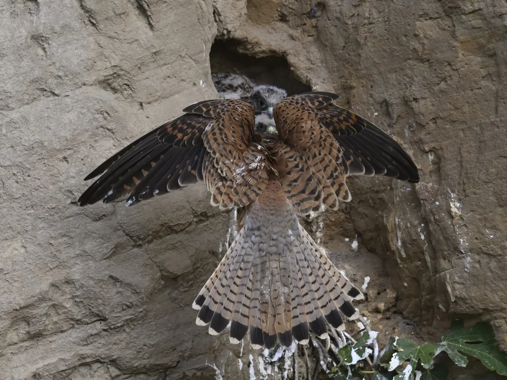 Eurasian Kestrel — best of the story