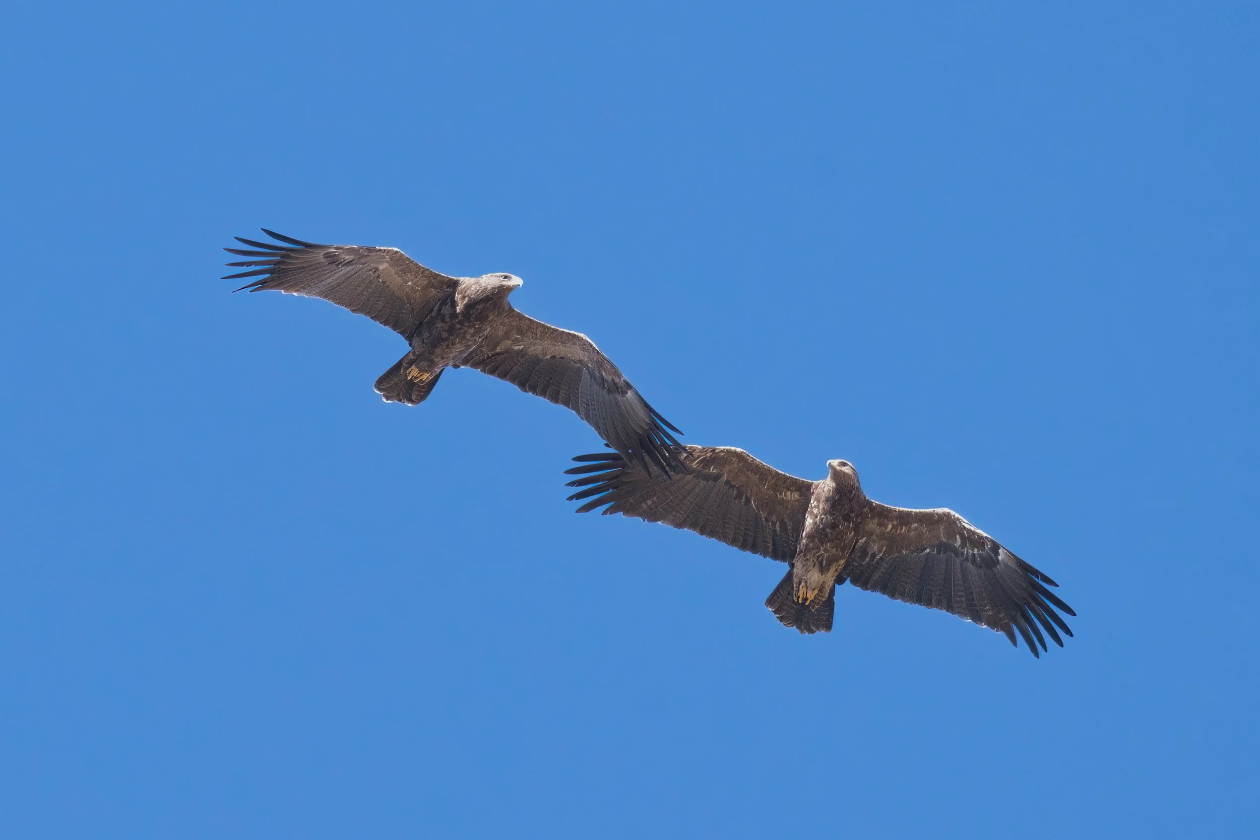 Birds migration lebanon