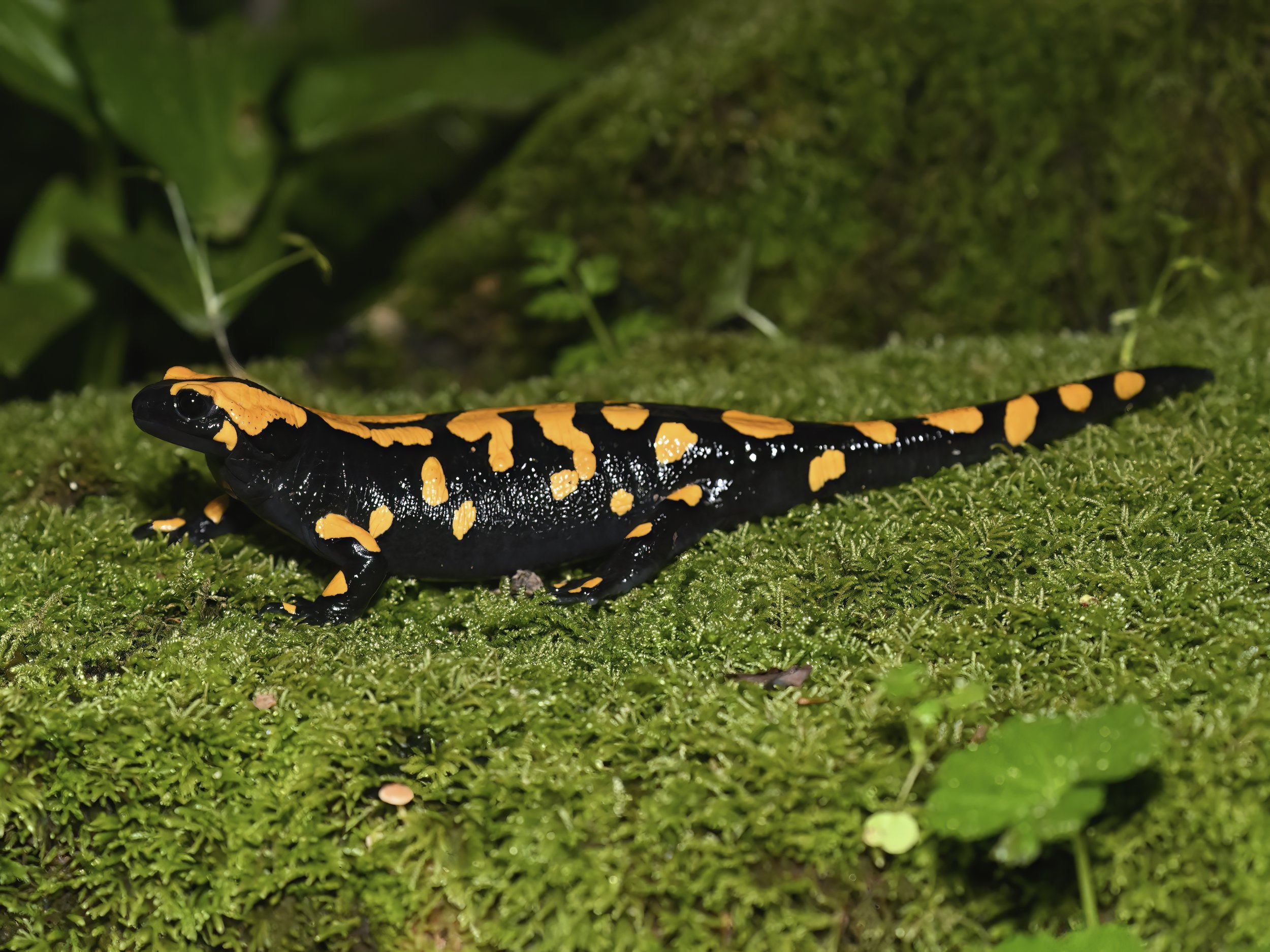 Near Eastern Fire Salamander Naher Ibrahim