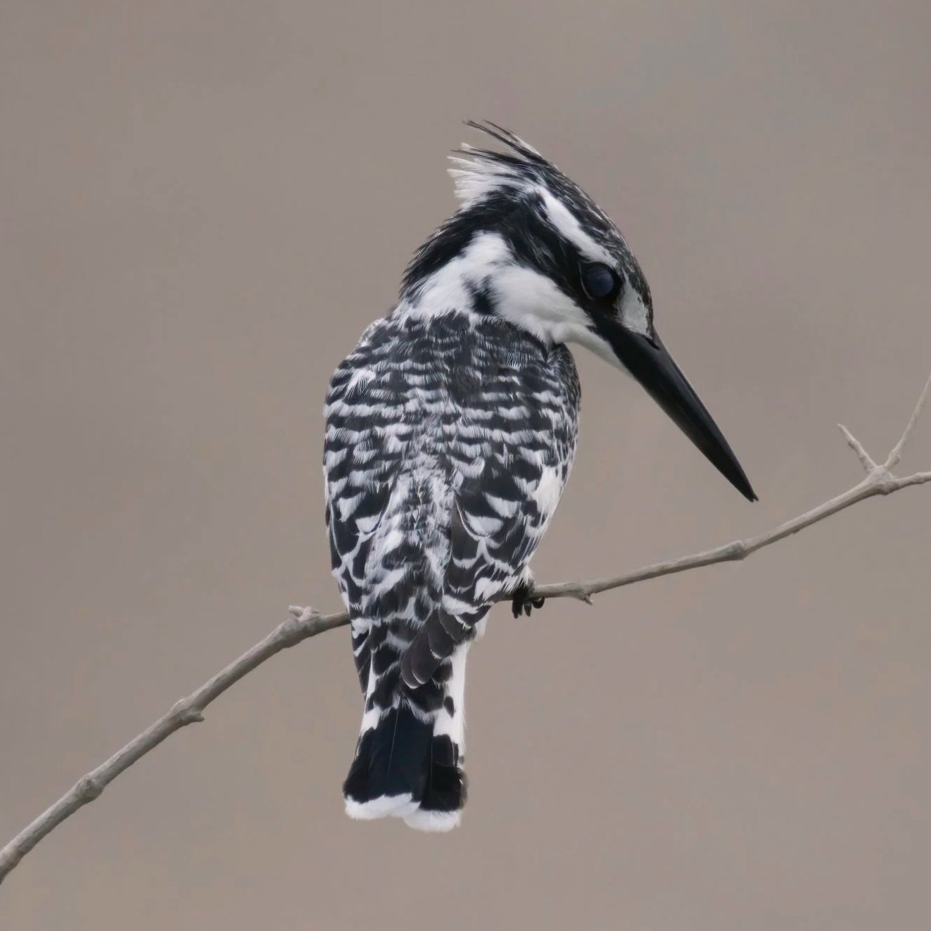 Pied Kingfisher / Ceryle rudis