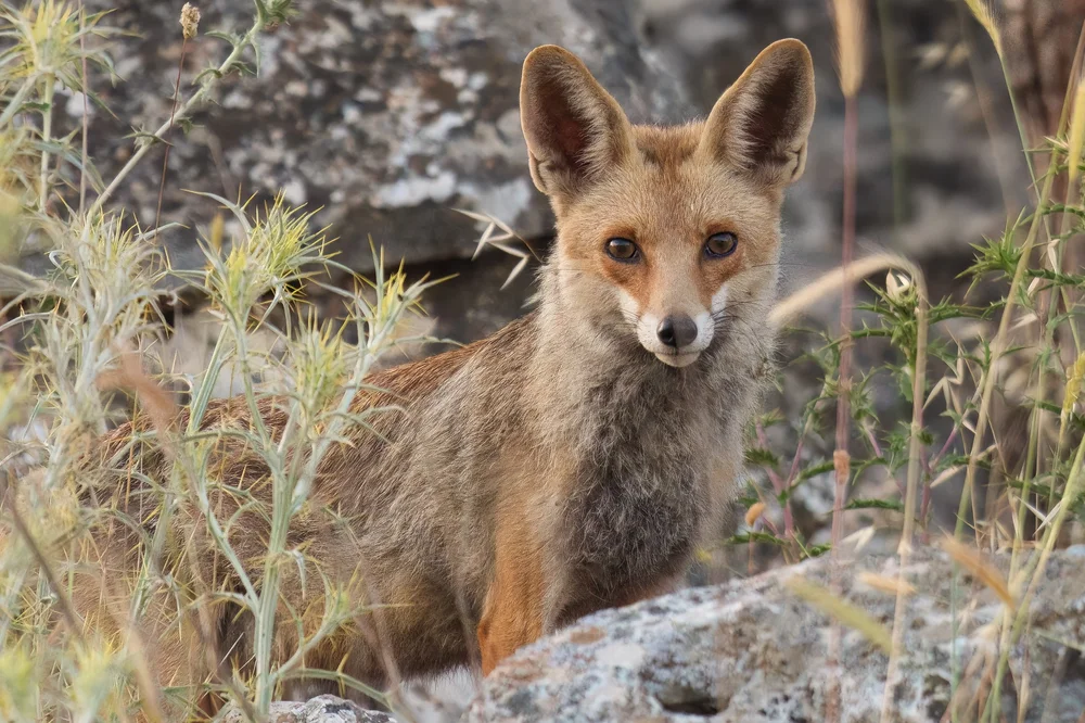 Wildlife photography lebanon