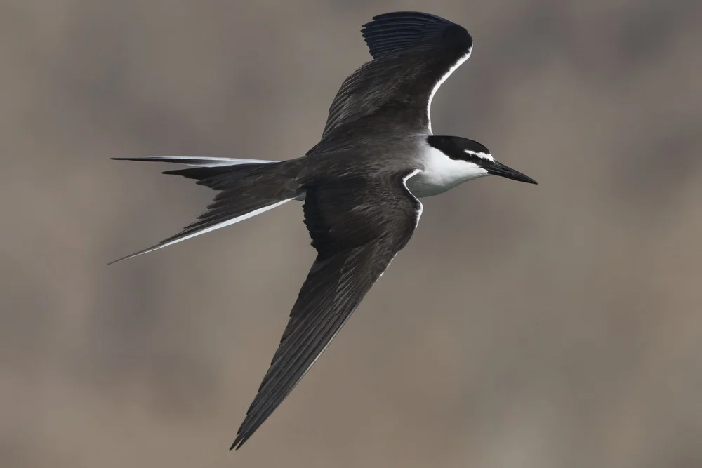 Bridled Tern in flight, UAE