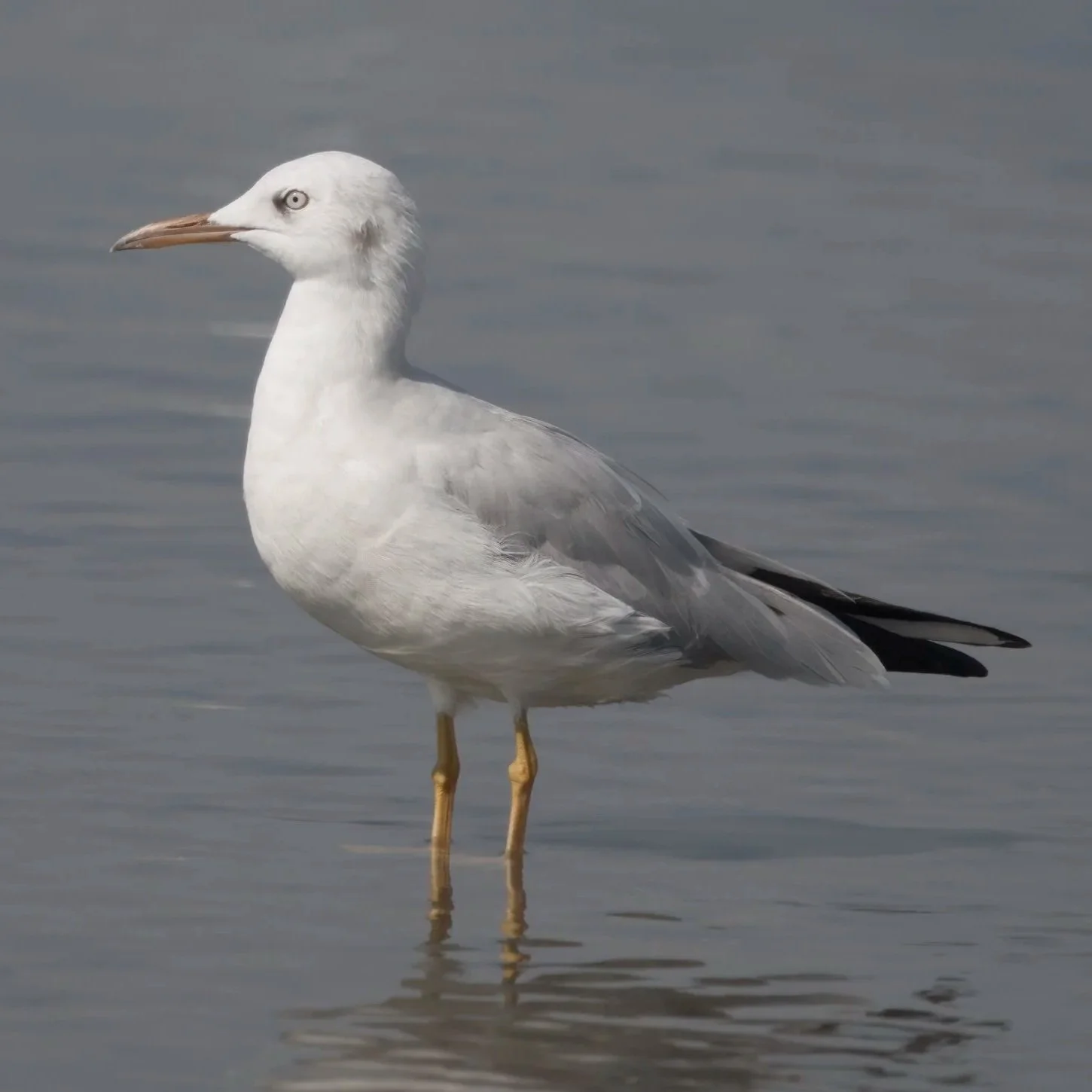 Birds of Eurasia