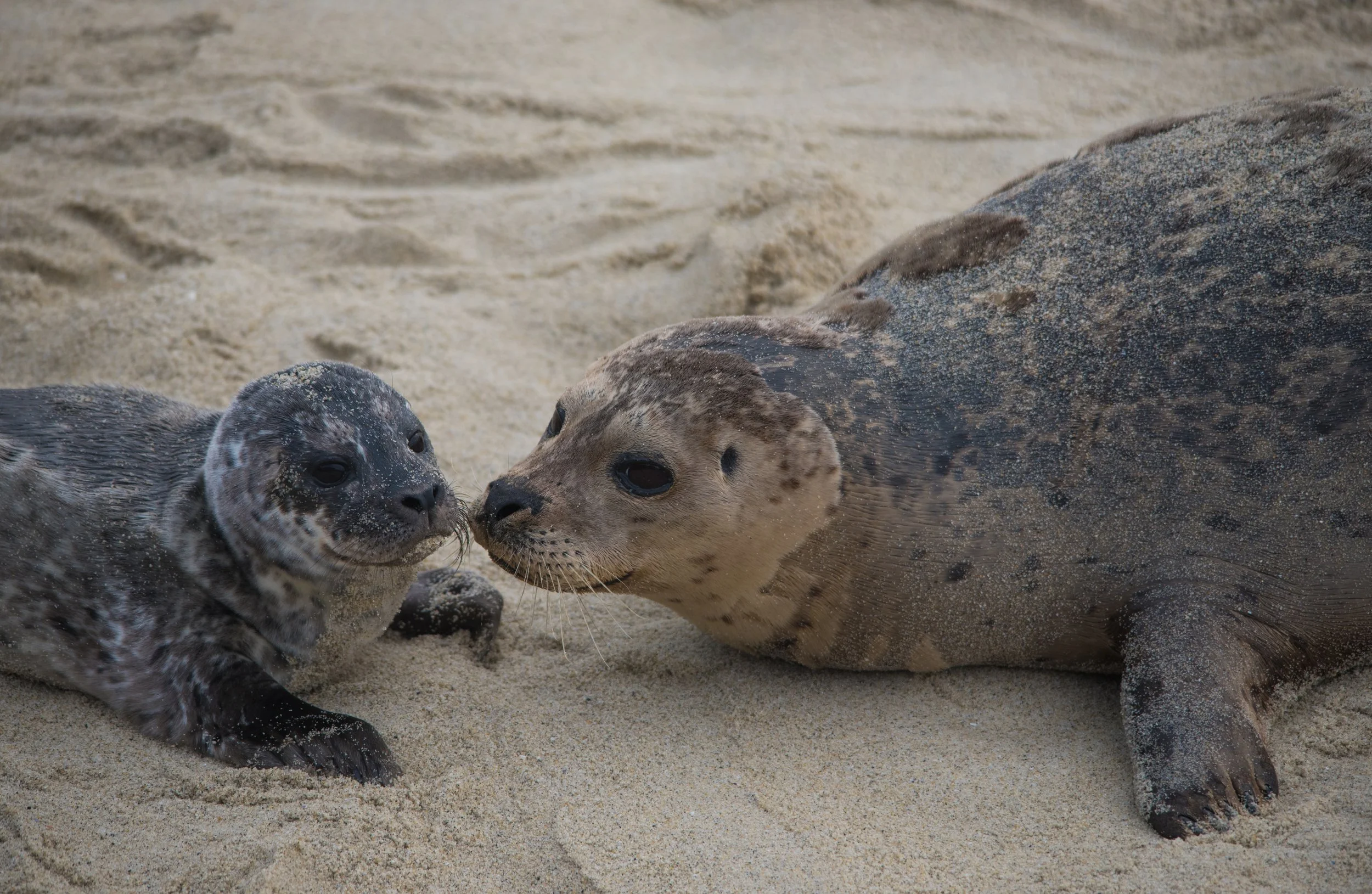Lion Seal - United States Wildlife