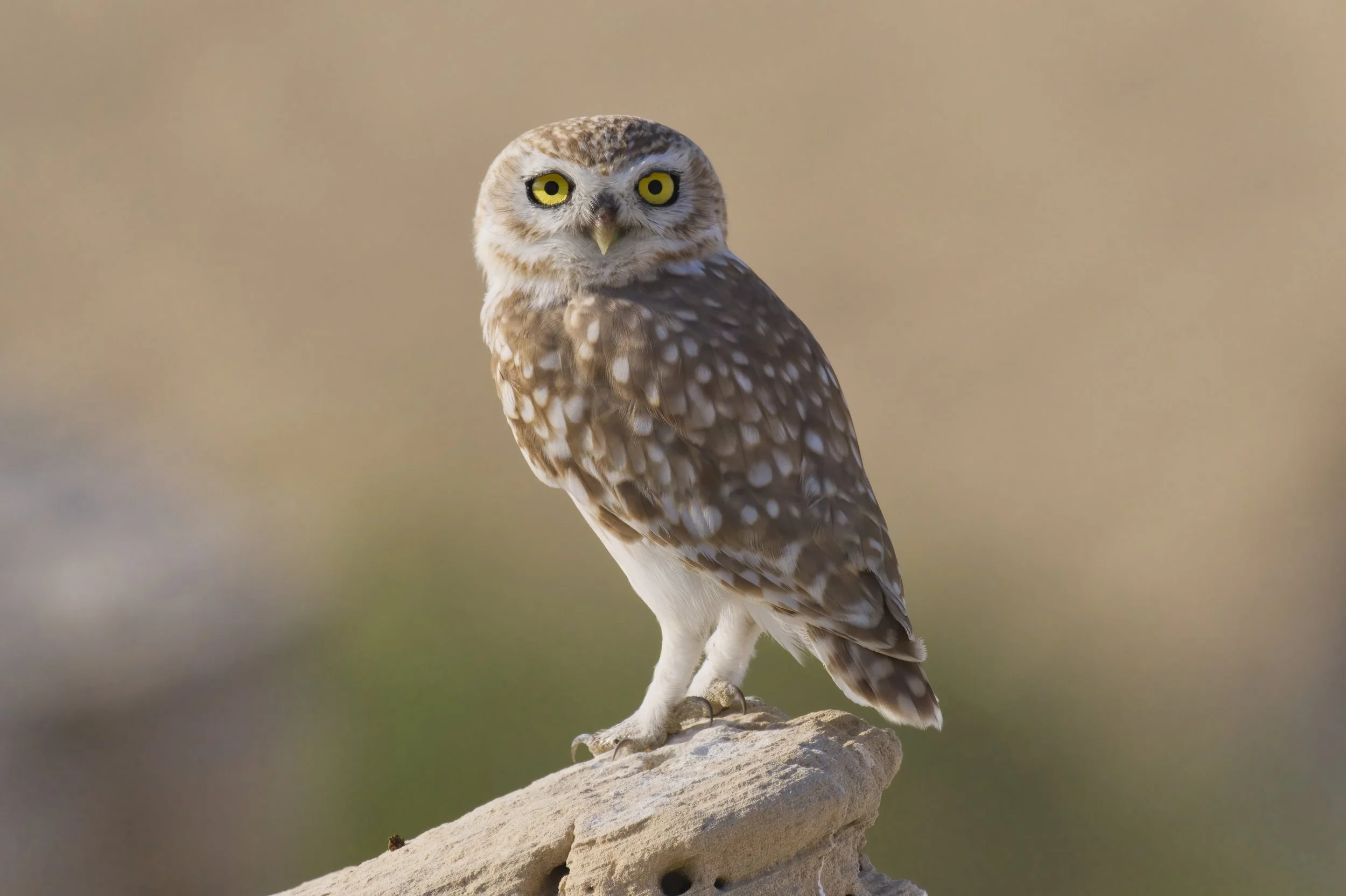 Little Owl (Athene noctua)